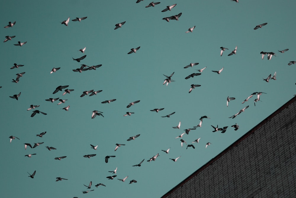 a flock of birds flying over a building