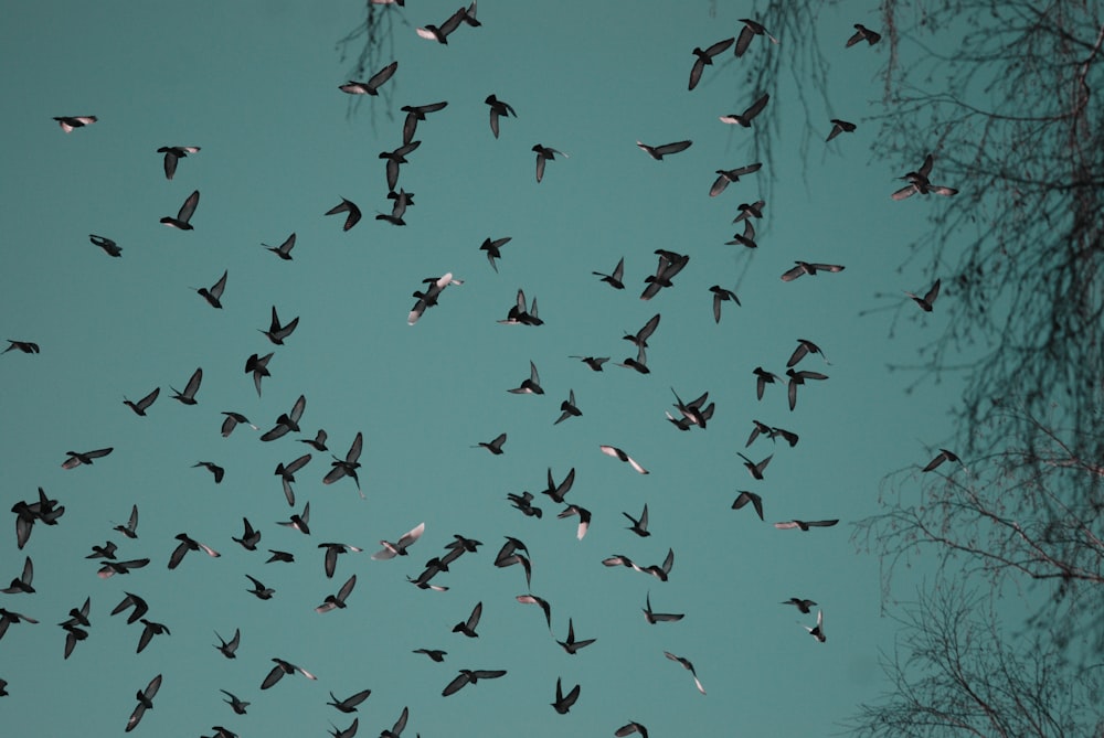 a flock of birds flying through a blue sky