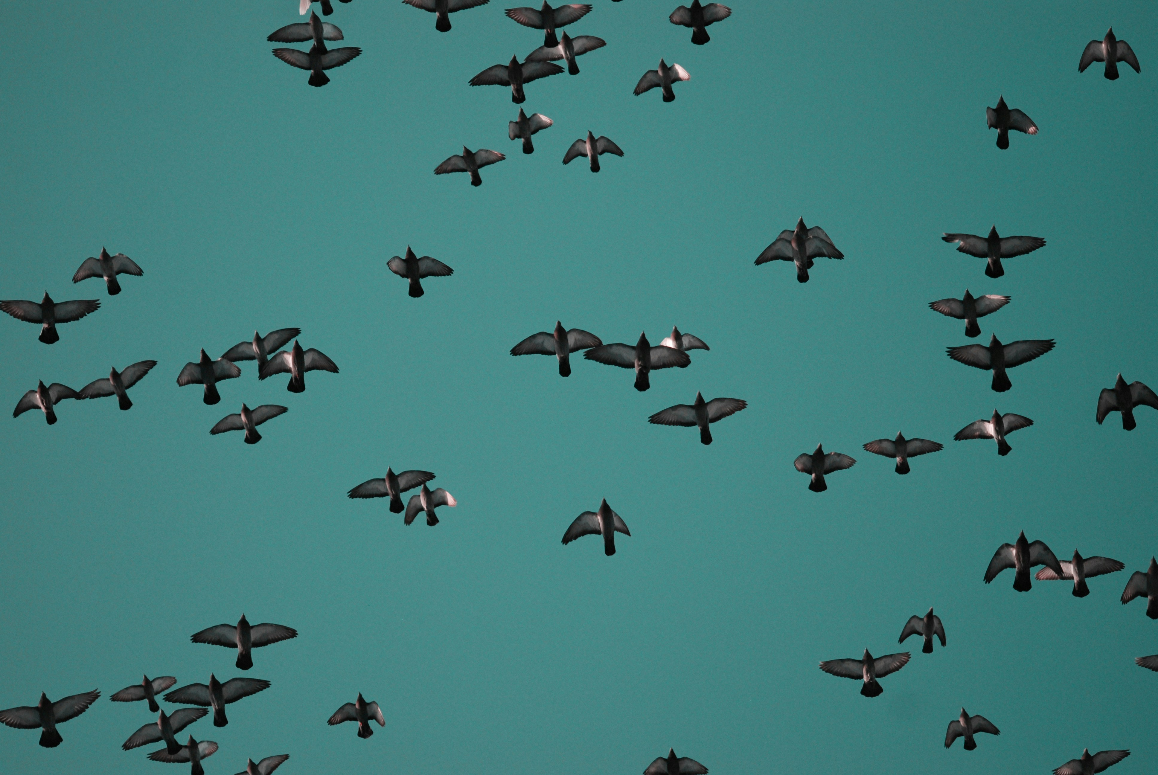 a flock of birds flying through a blue sky