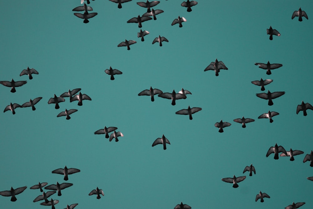 a flock of birds flying through a blue sky