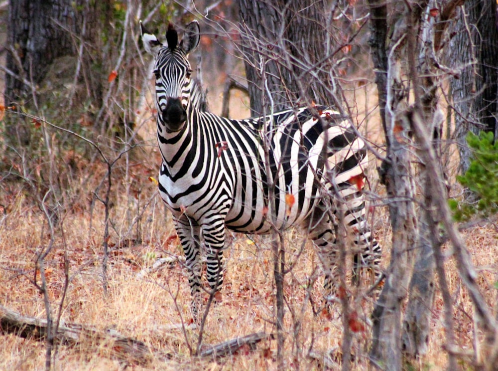 a zebra standing in the middle of a forest