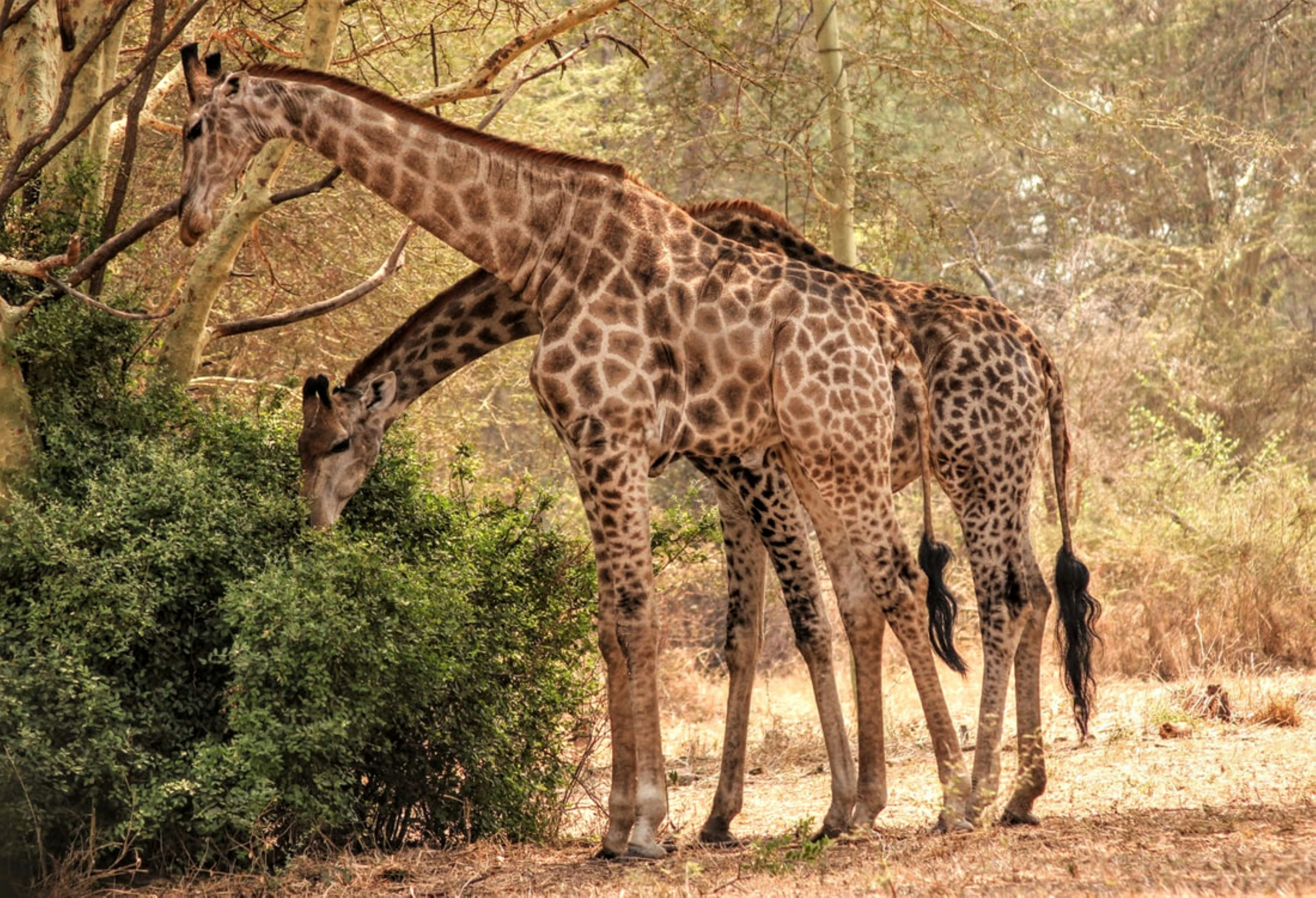 A couple of giraffe standing next to each other