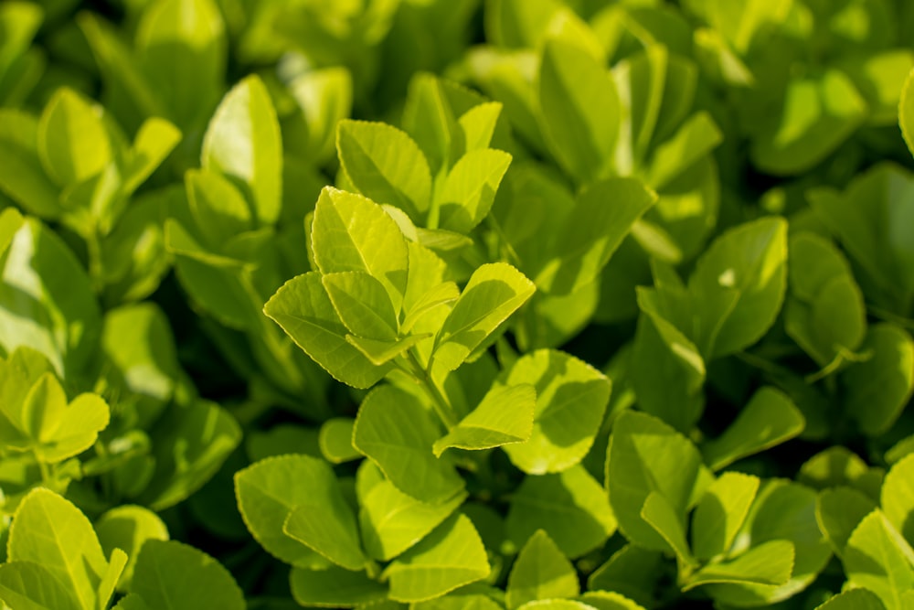 a close up of a bunch of green leaves