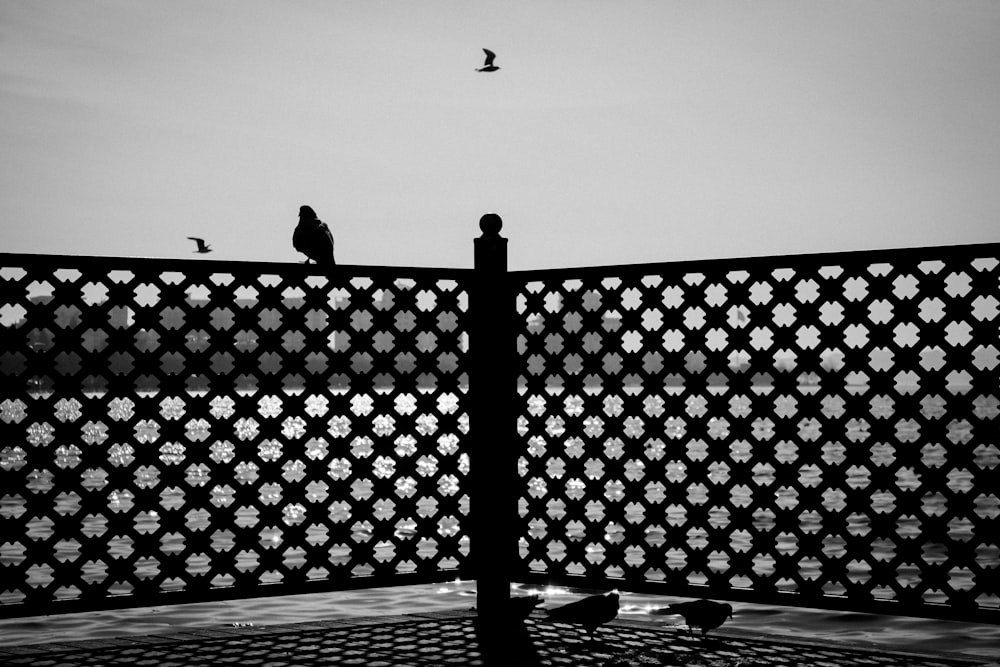 uma foto em preto e branco de pássaros sentados em uma cerca