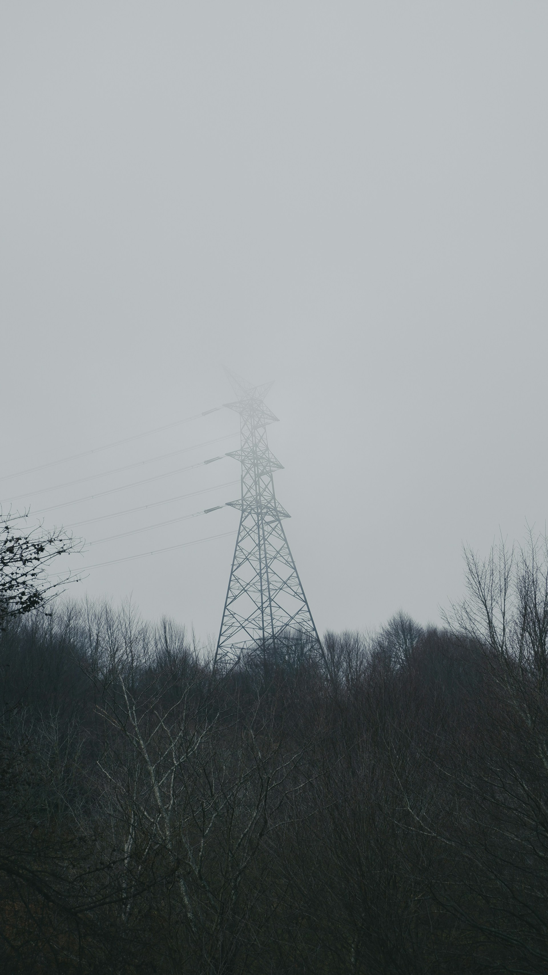 a power line in the middle of a foggy forest