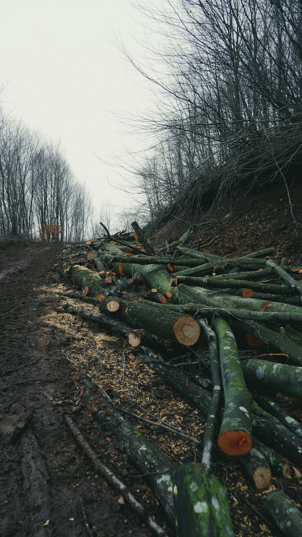 a pile of logs sitting on the side of a dirt road