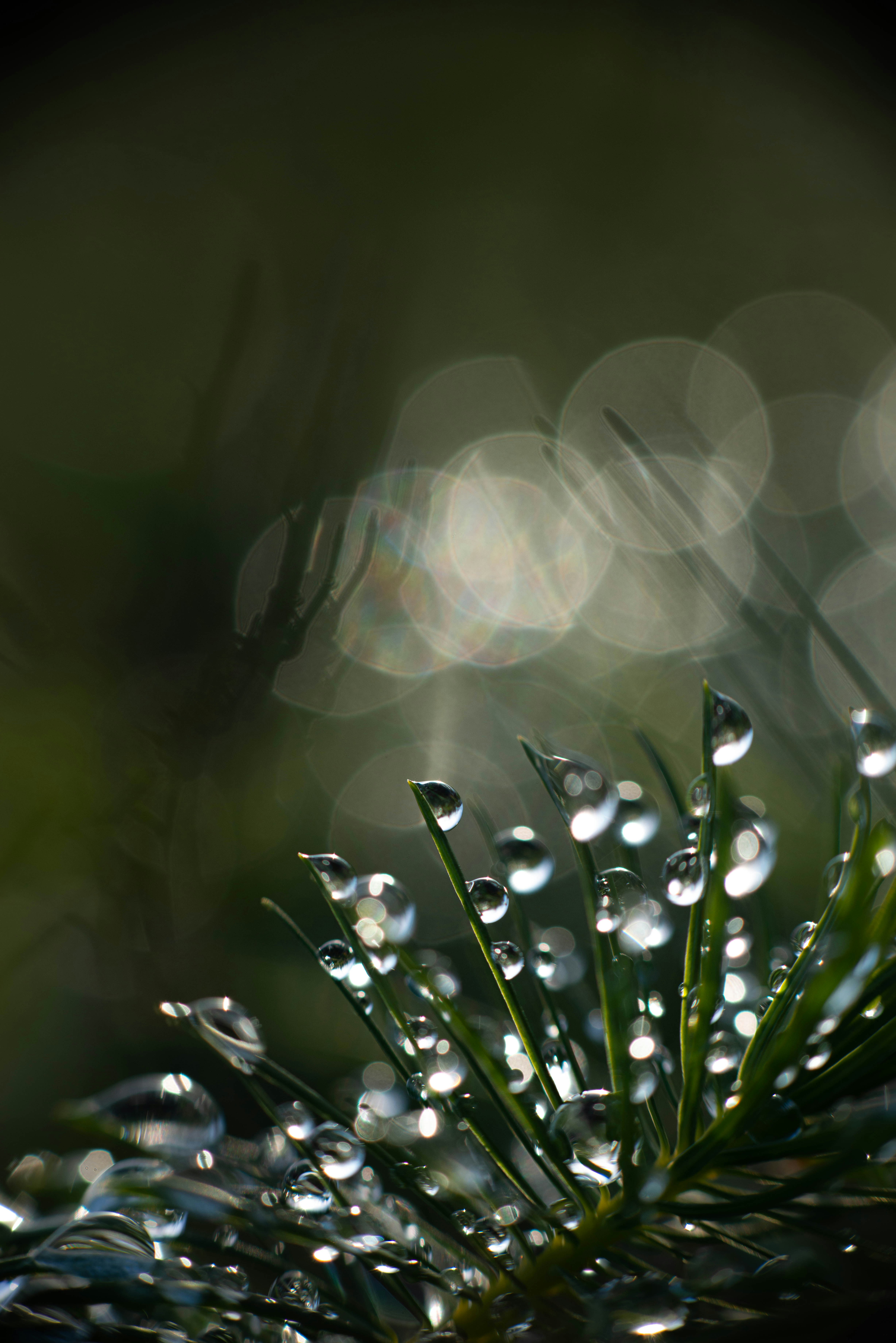 clean water droplets, wallpaper, Water Purification Methods: A Comprehensive Guide 5