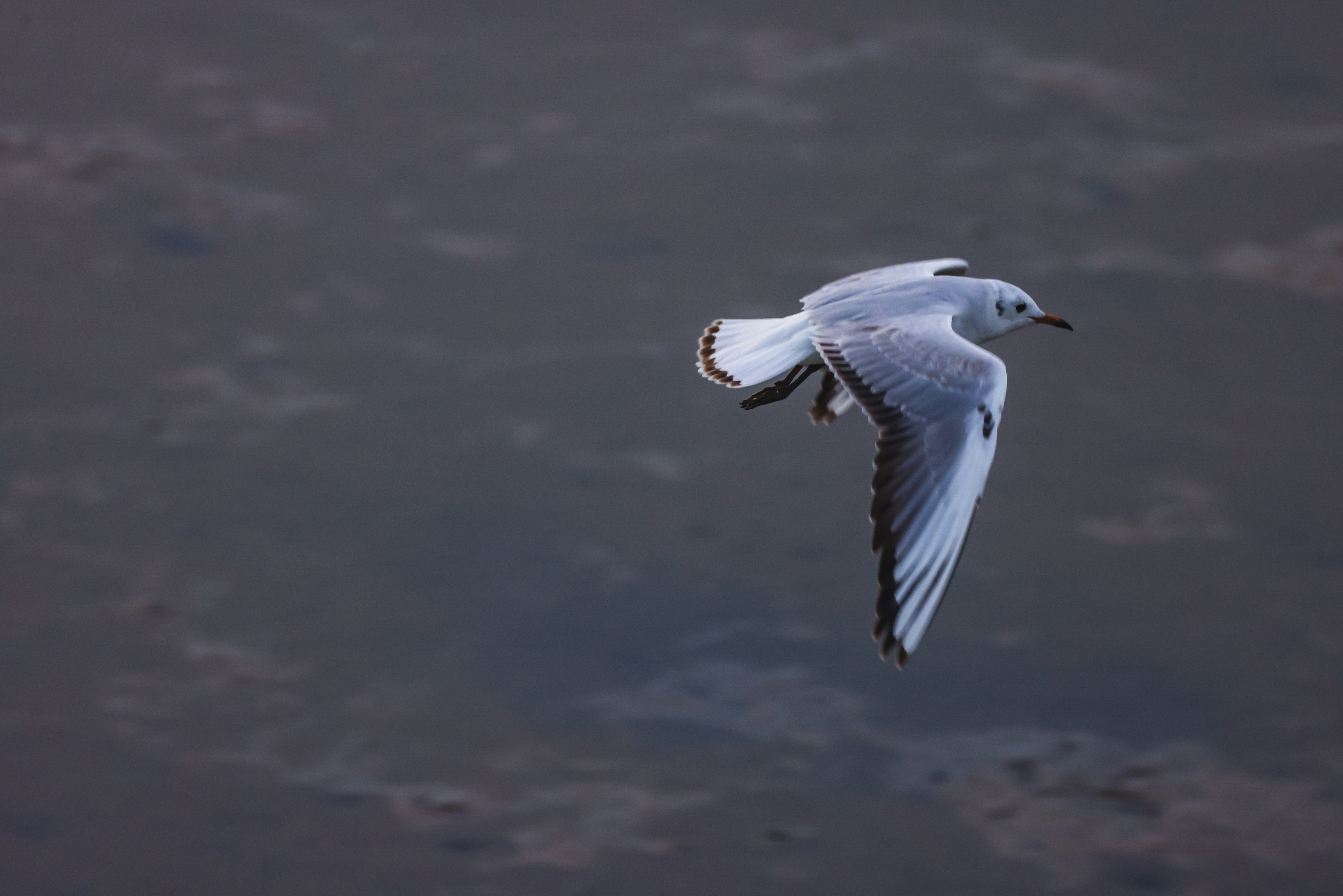 Photo by dickenslin76