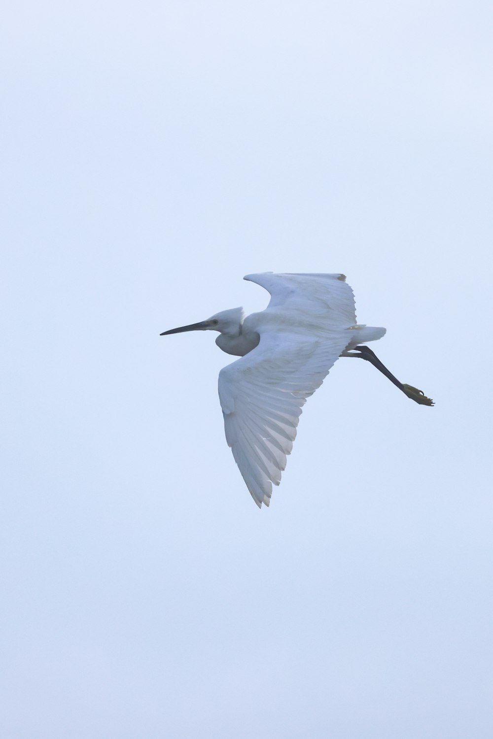 a large white bird flying through a blue sky