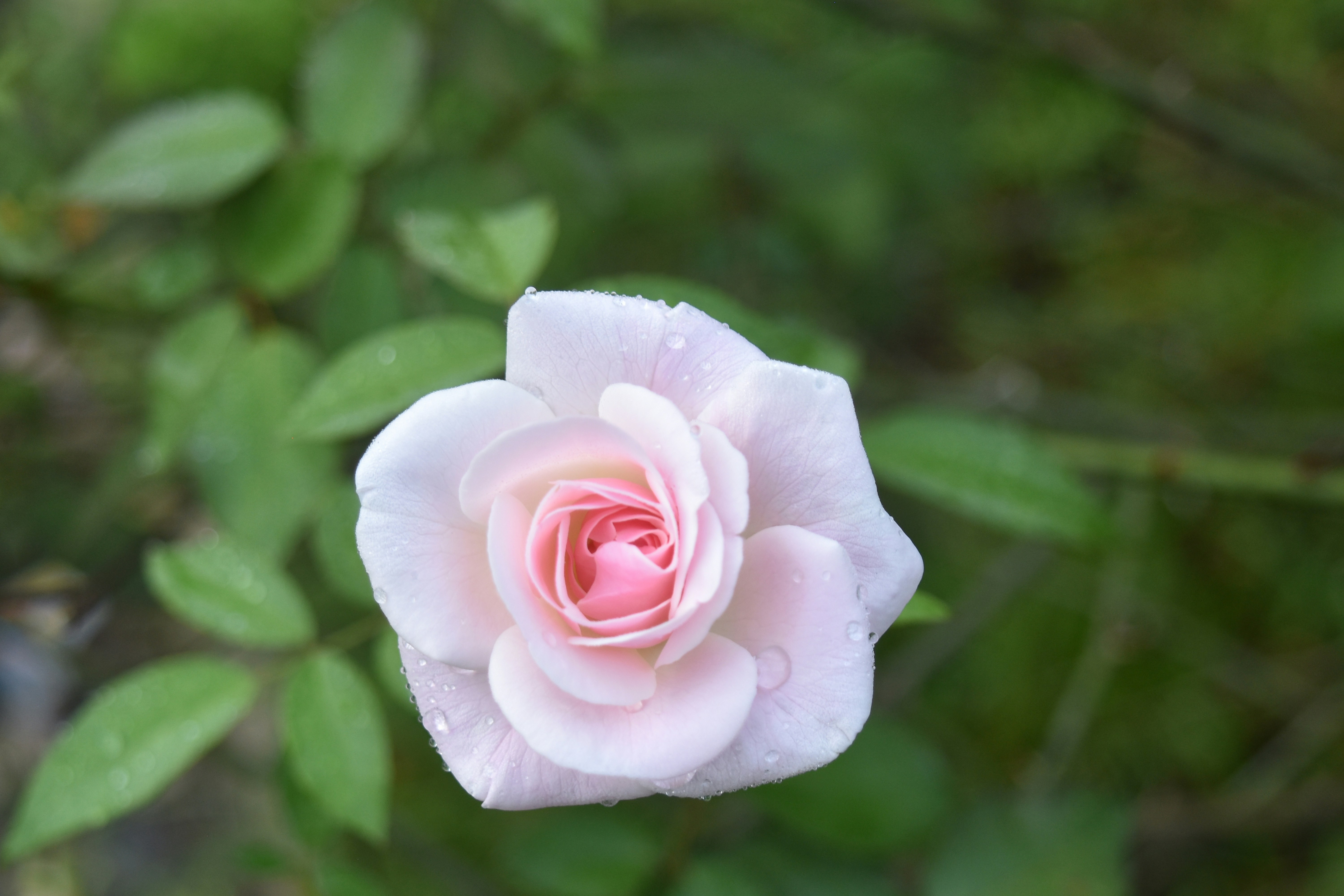 Photo by taufikismails