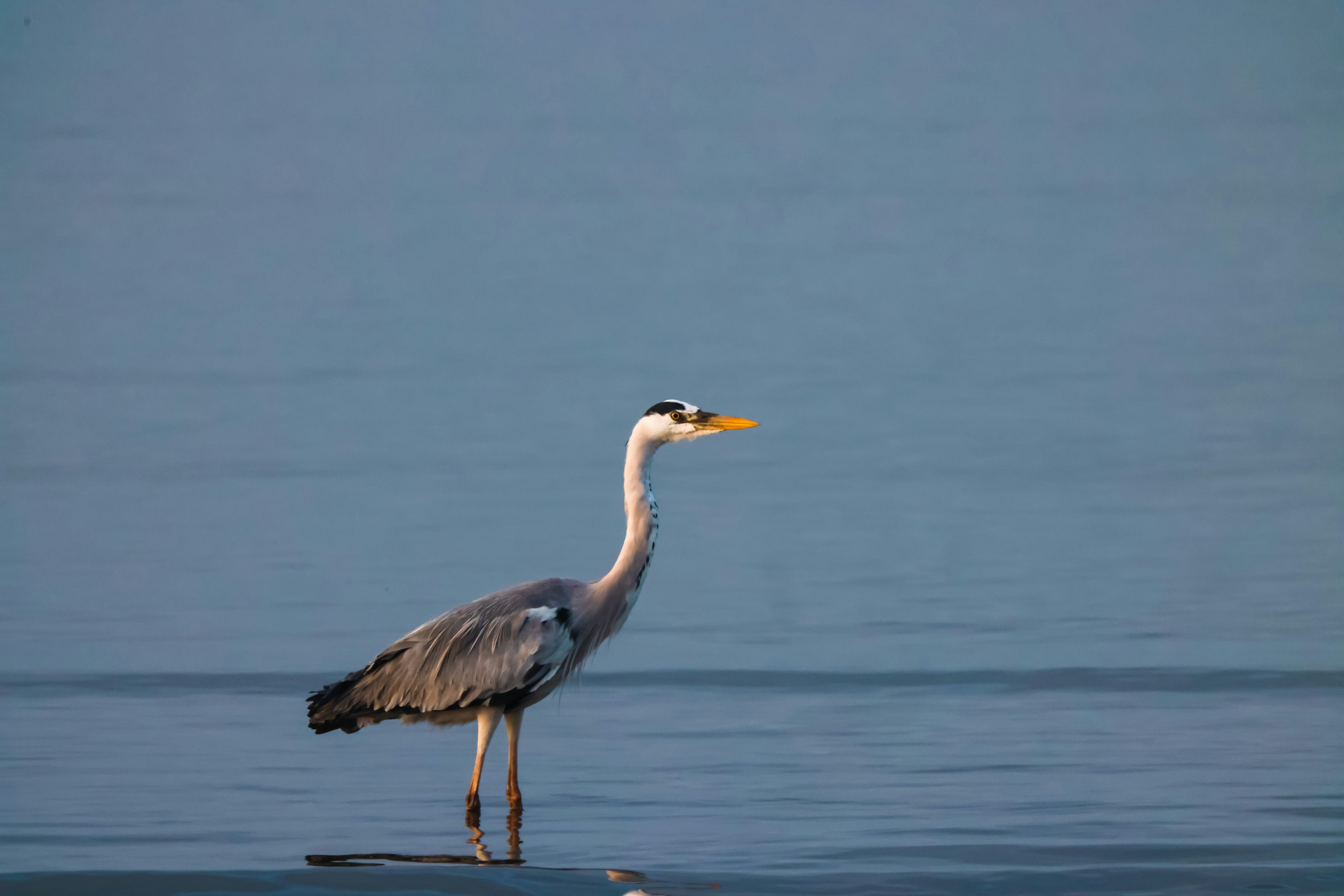 Photo by dickenslin76