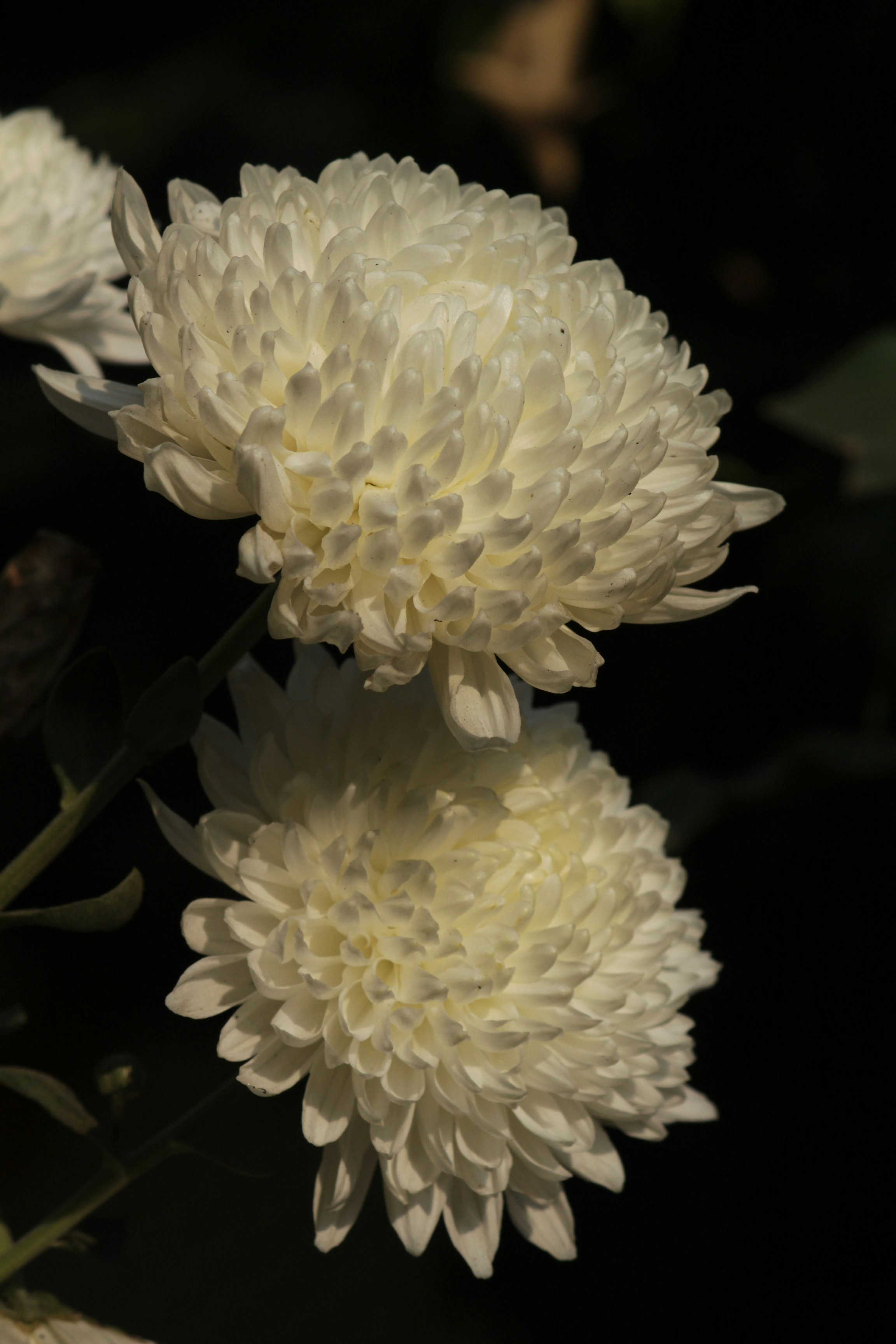 Photo by preetkrz