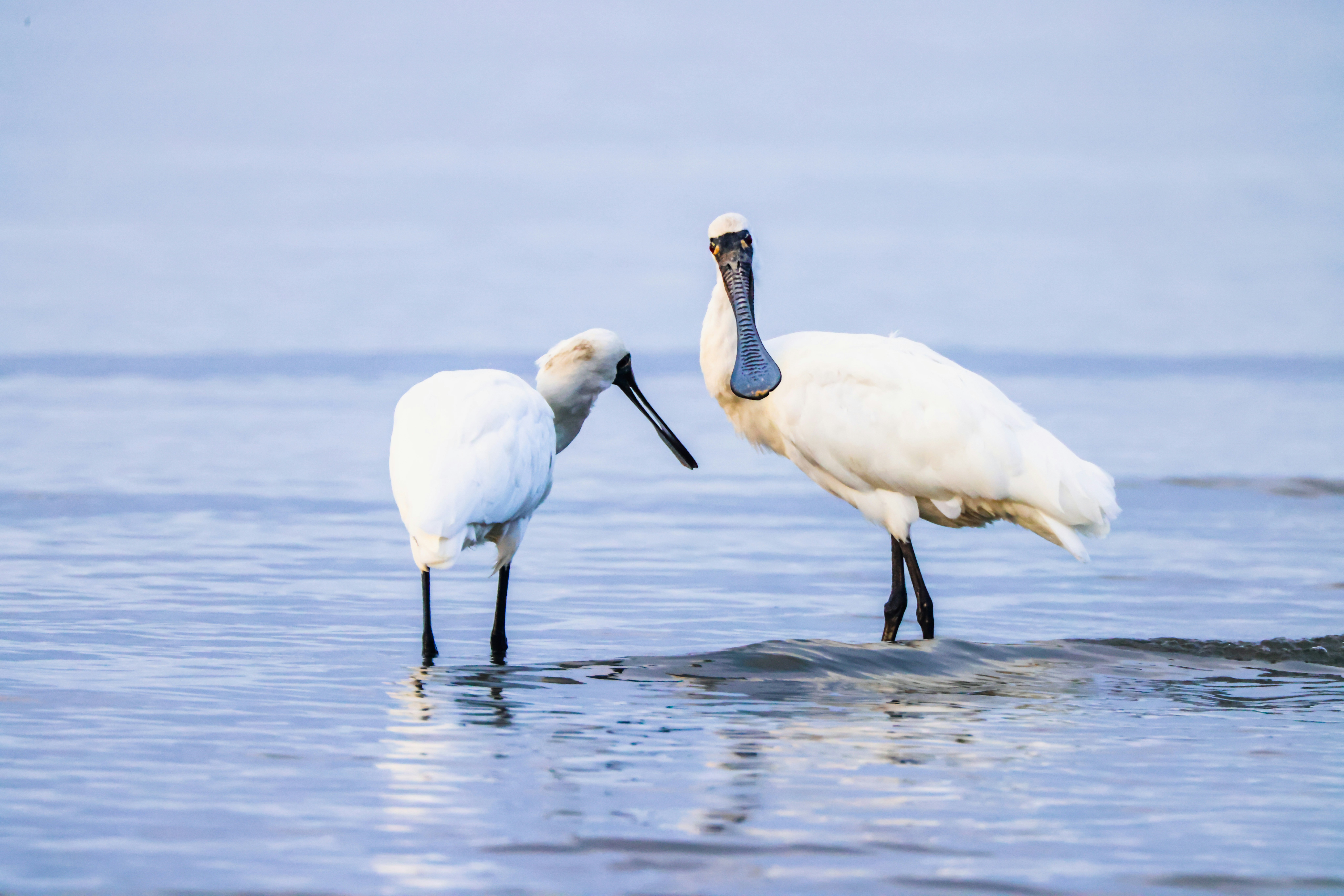 Photo by dickenslin76