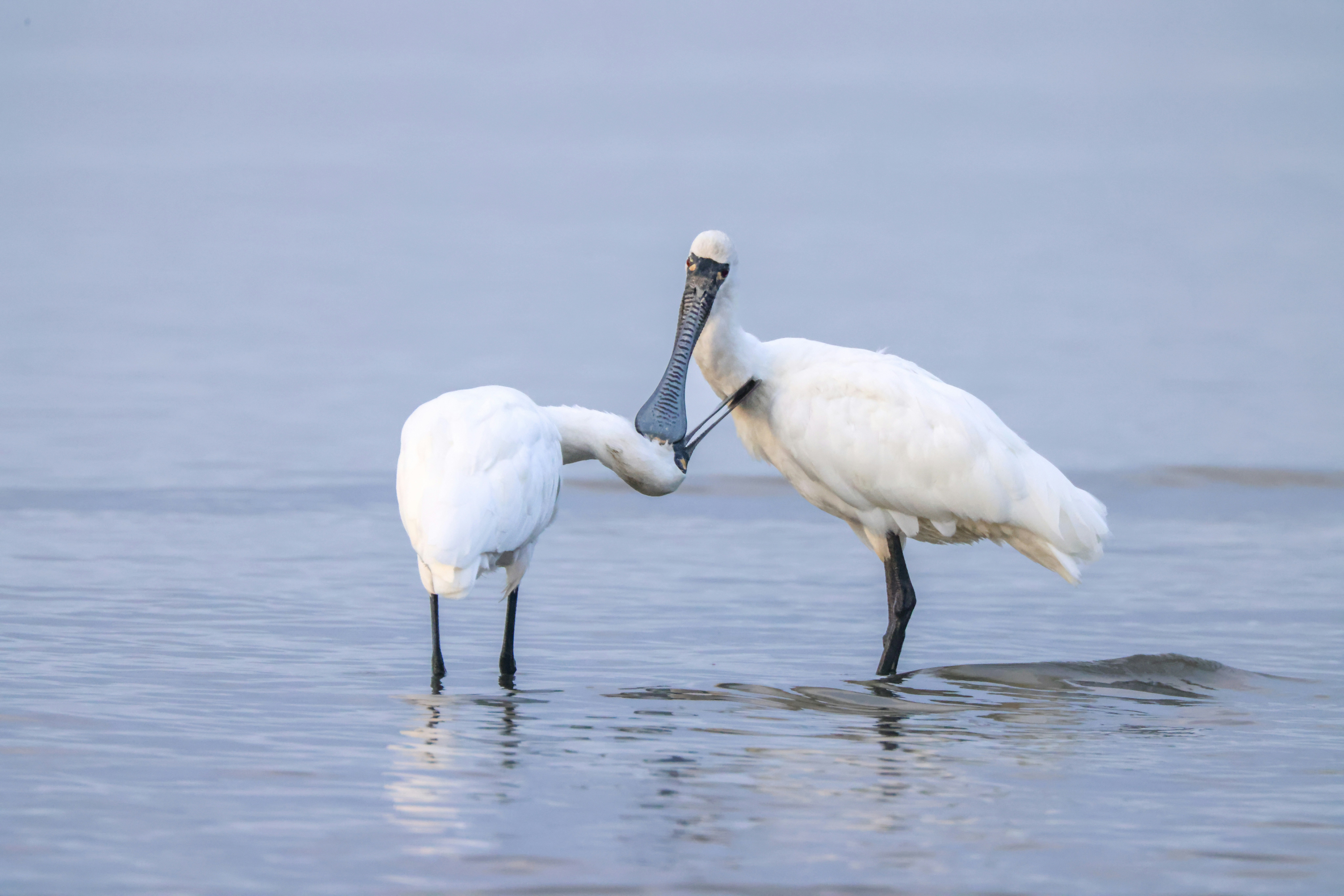 Photo by dickenslin76