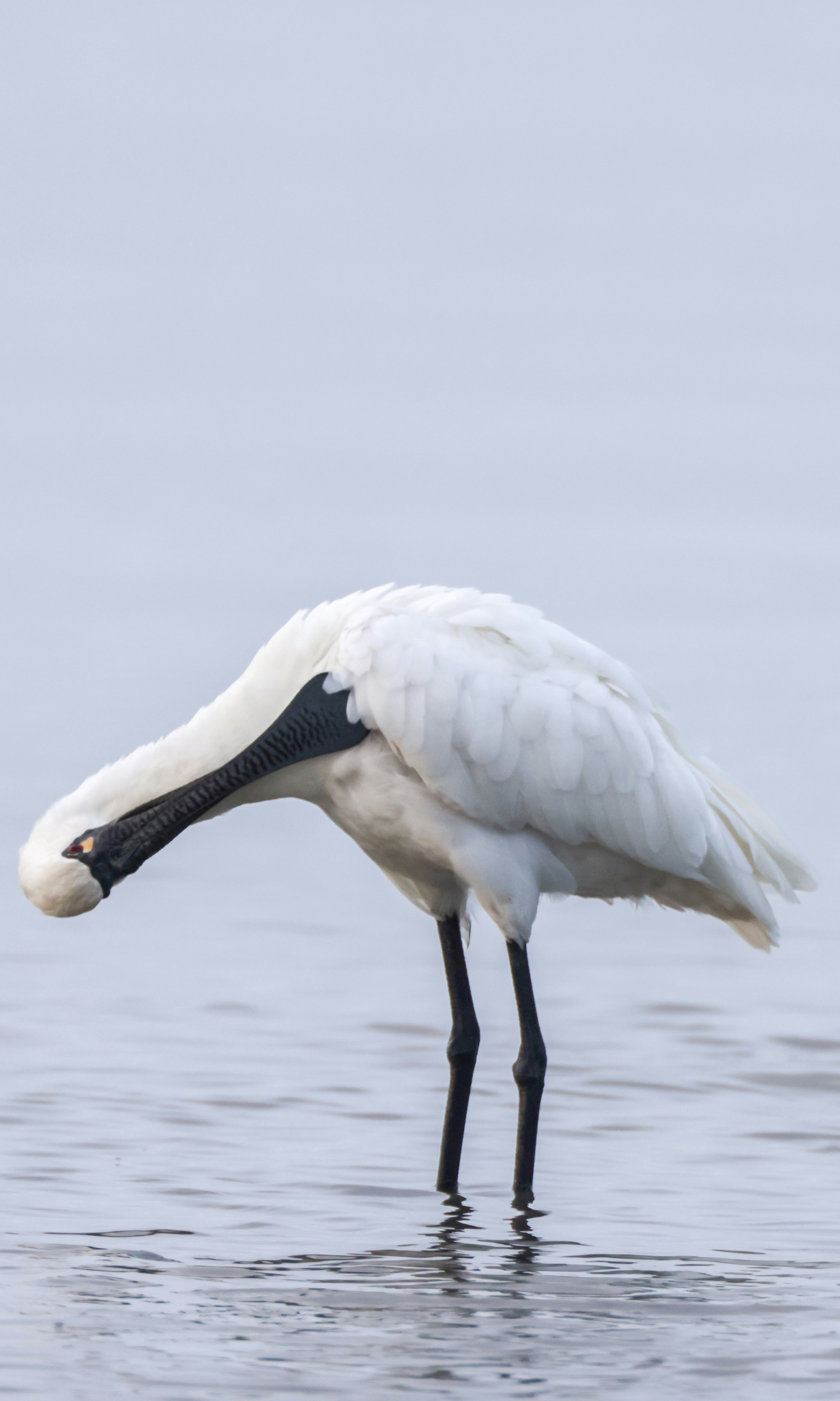 Photo by dickenslin76