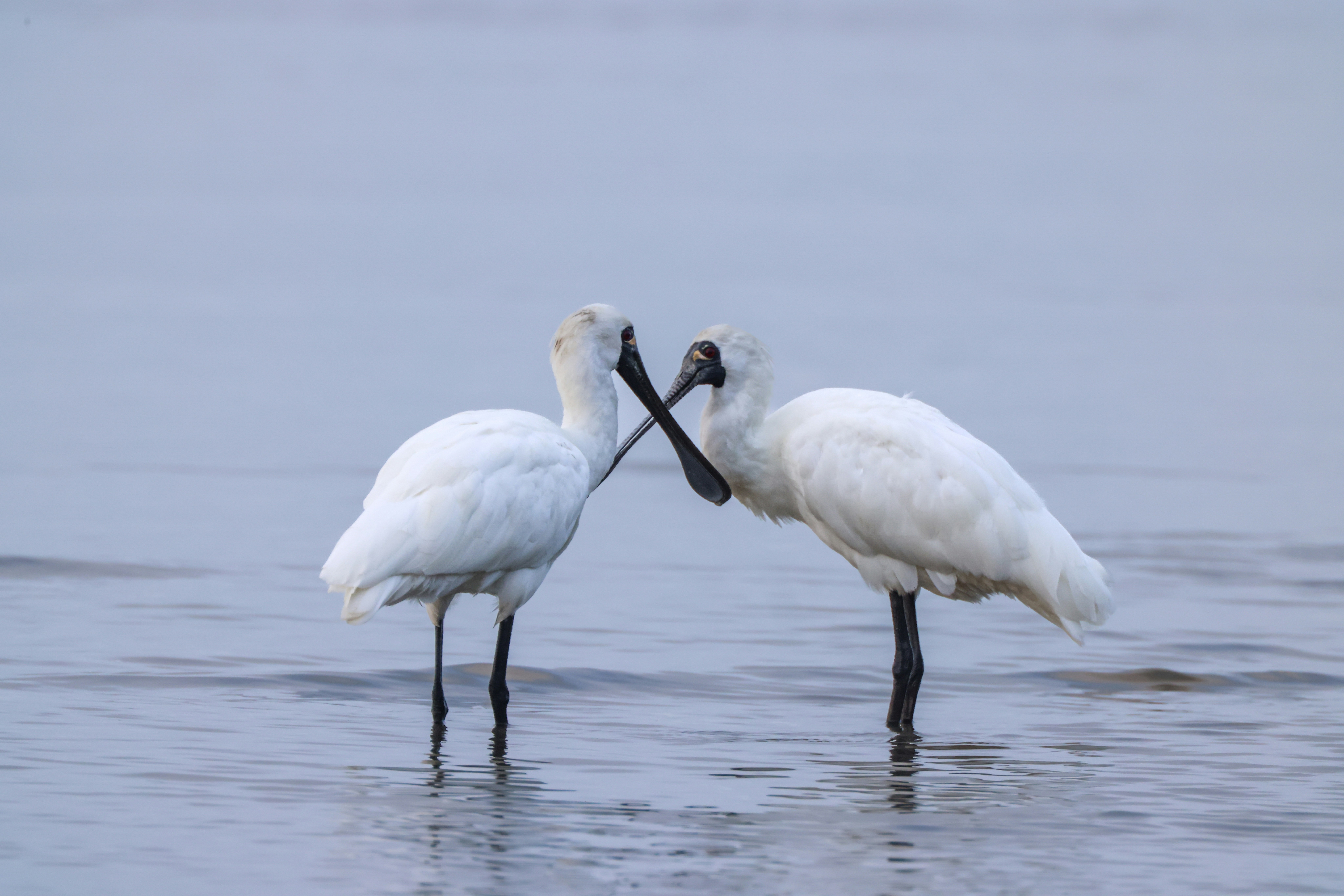 Photo by dickenslin76