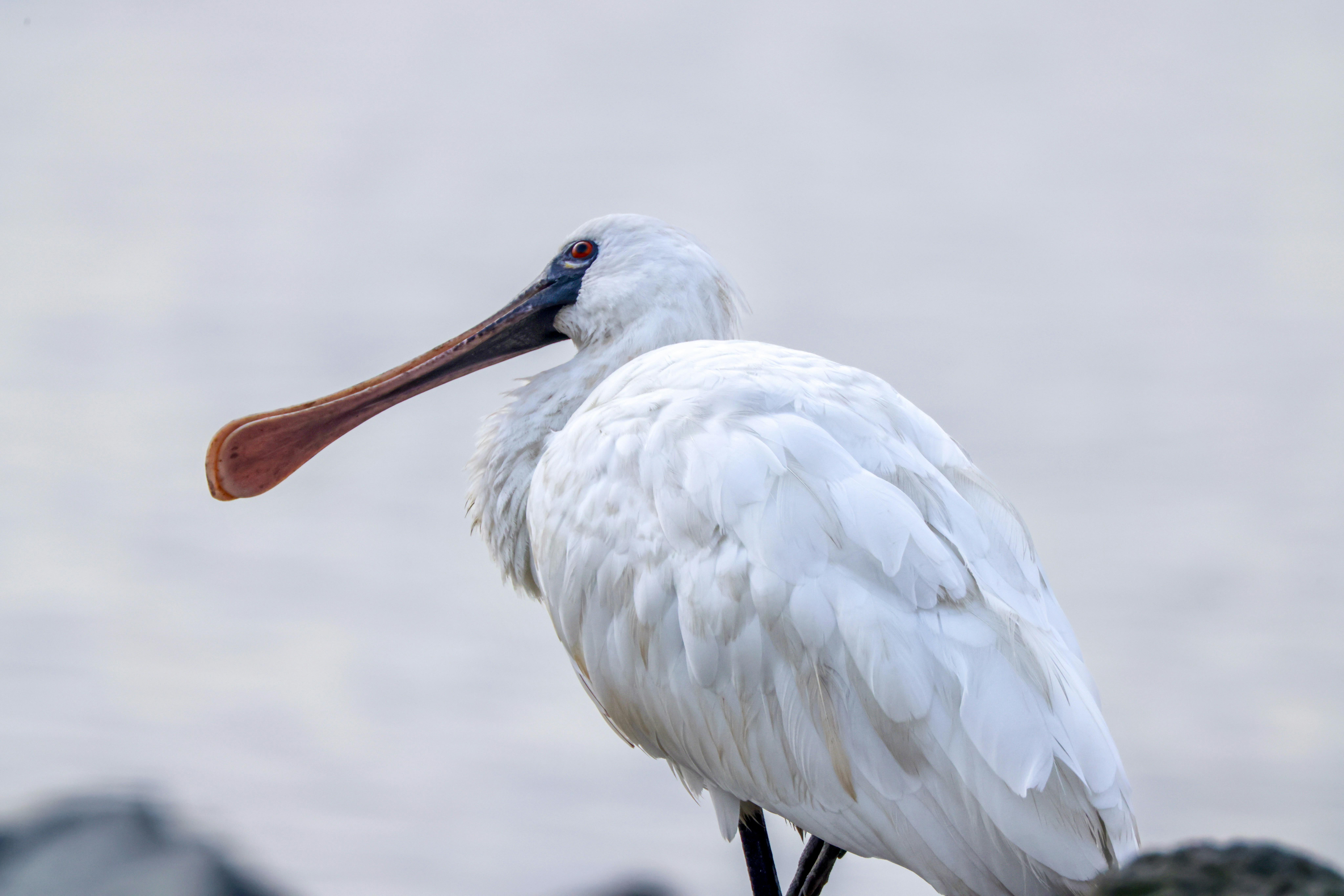 Photo by dickenslin76