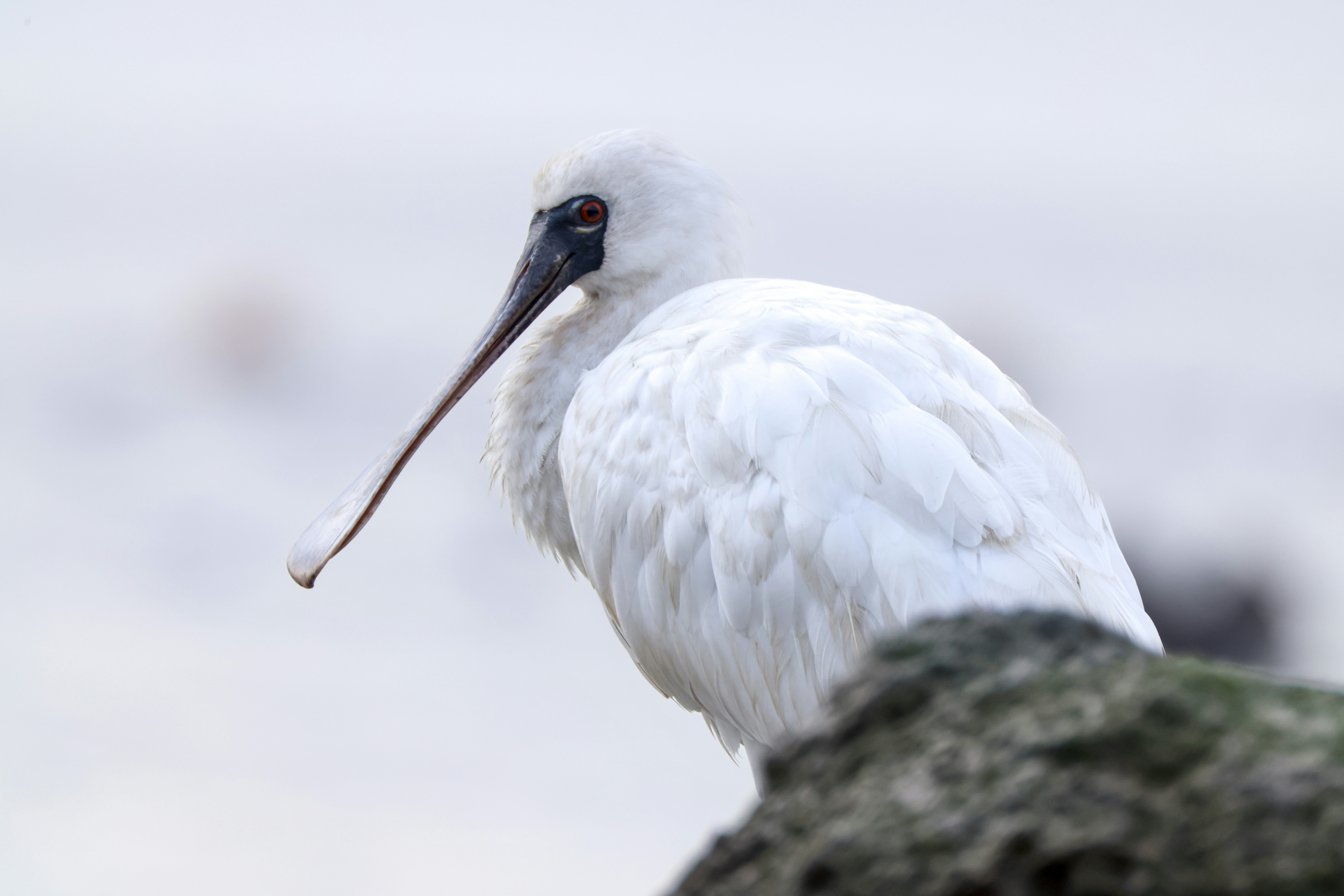 Photo by dickenslin76