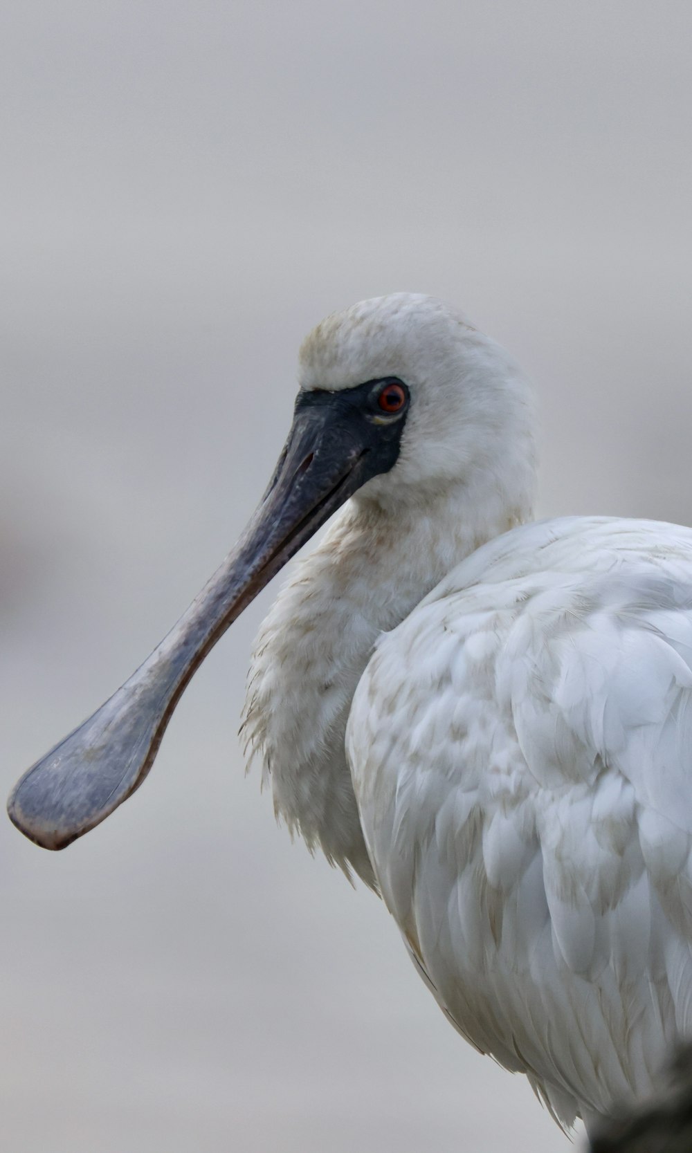 a large white bird with a long beak