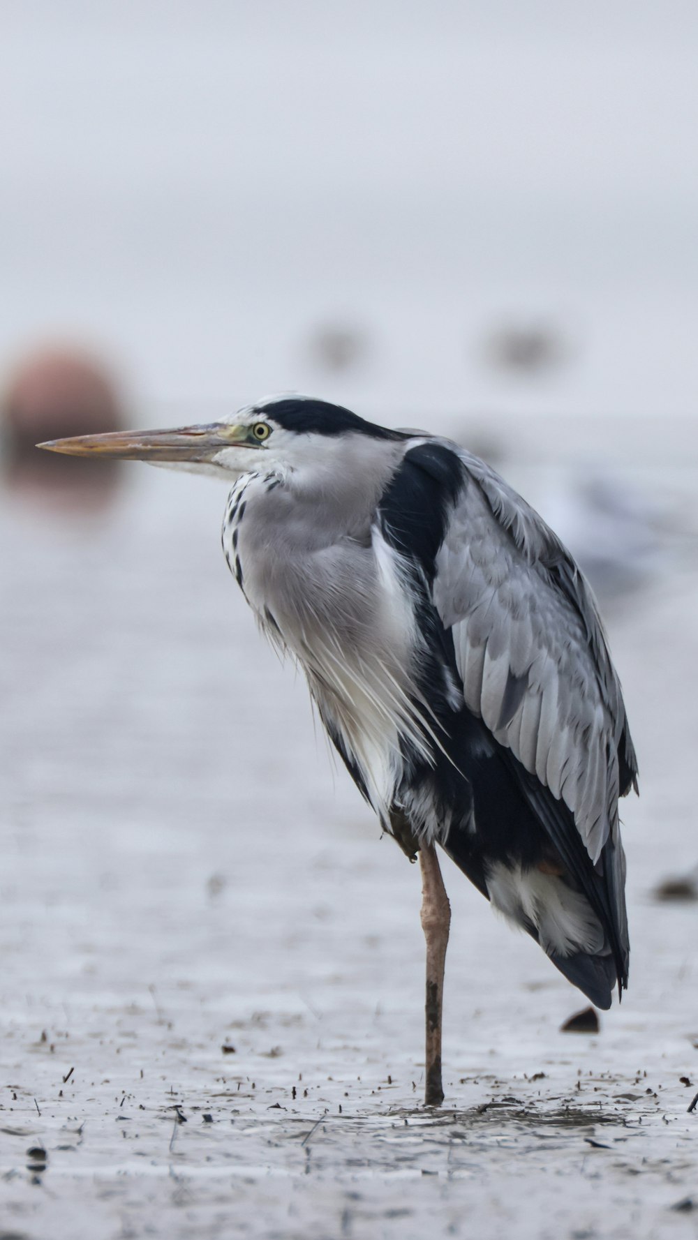 Ein großer Vogel steht auf einem nassen Strand