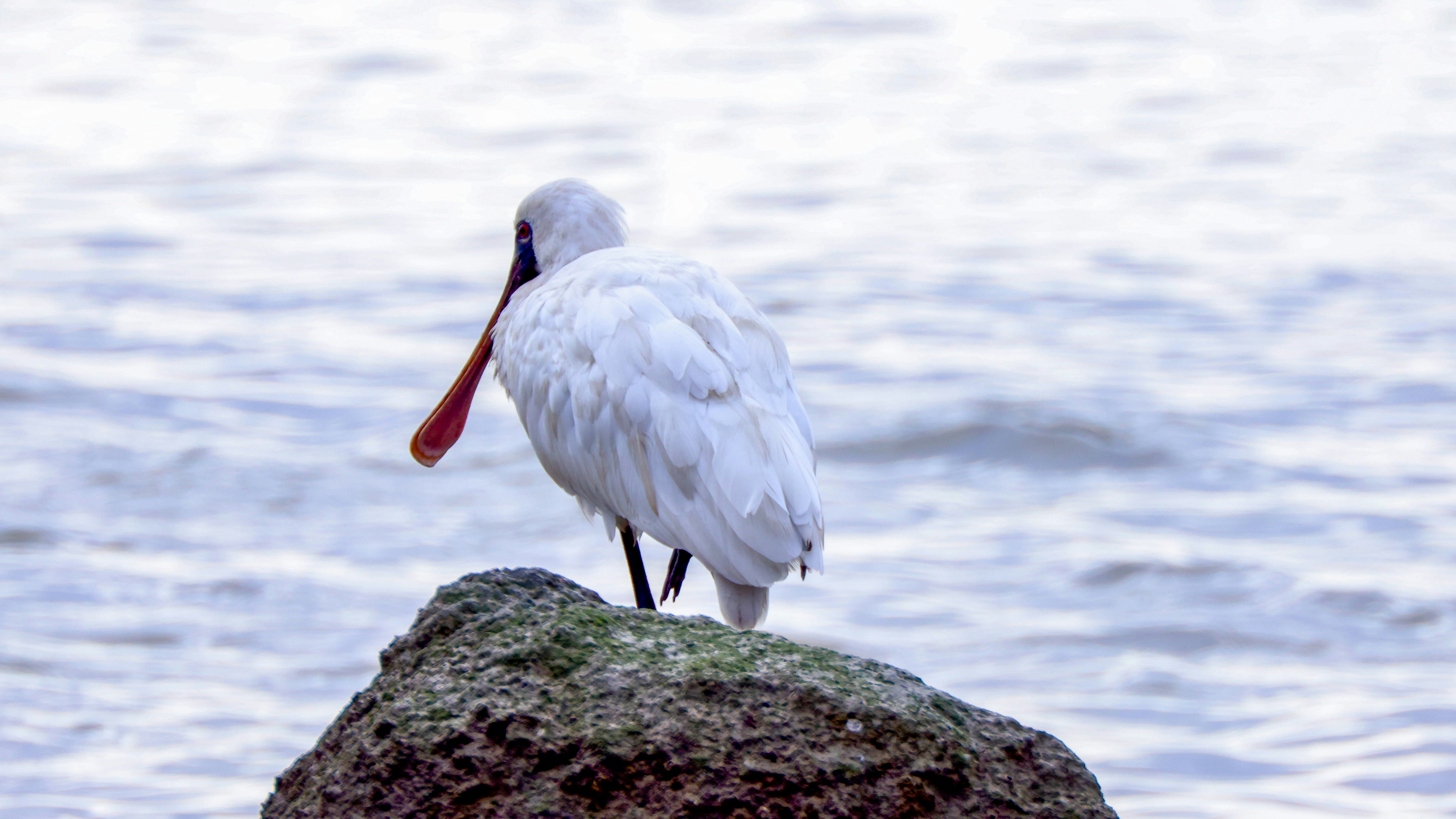 Photo by dickenslin76