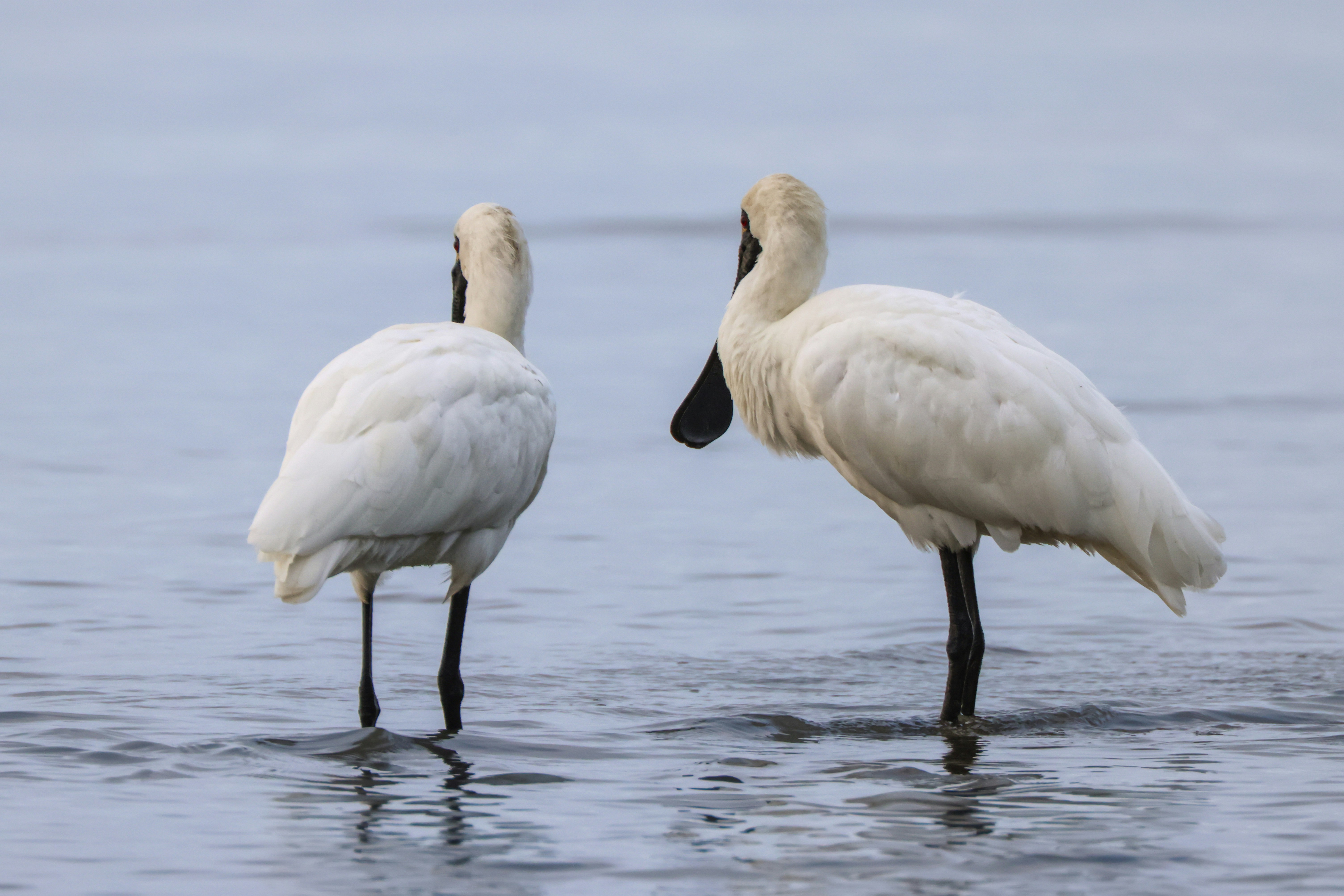 Photo by dickenslin76