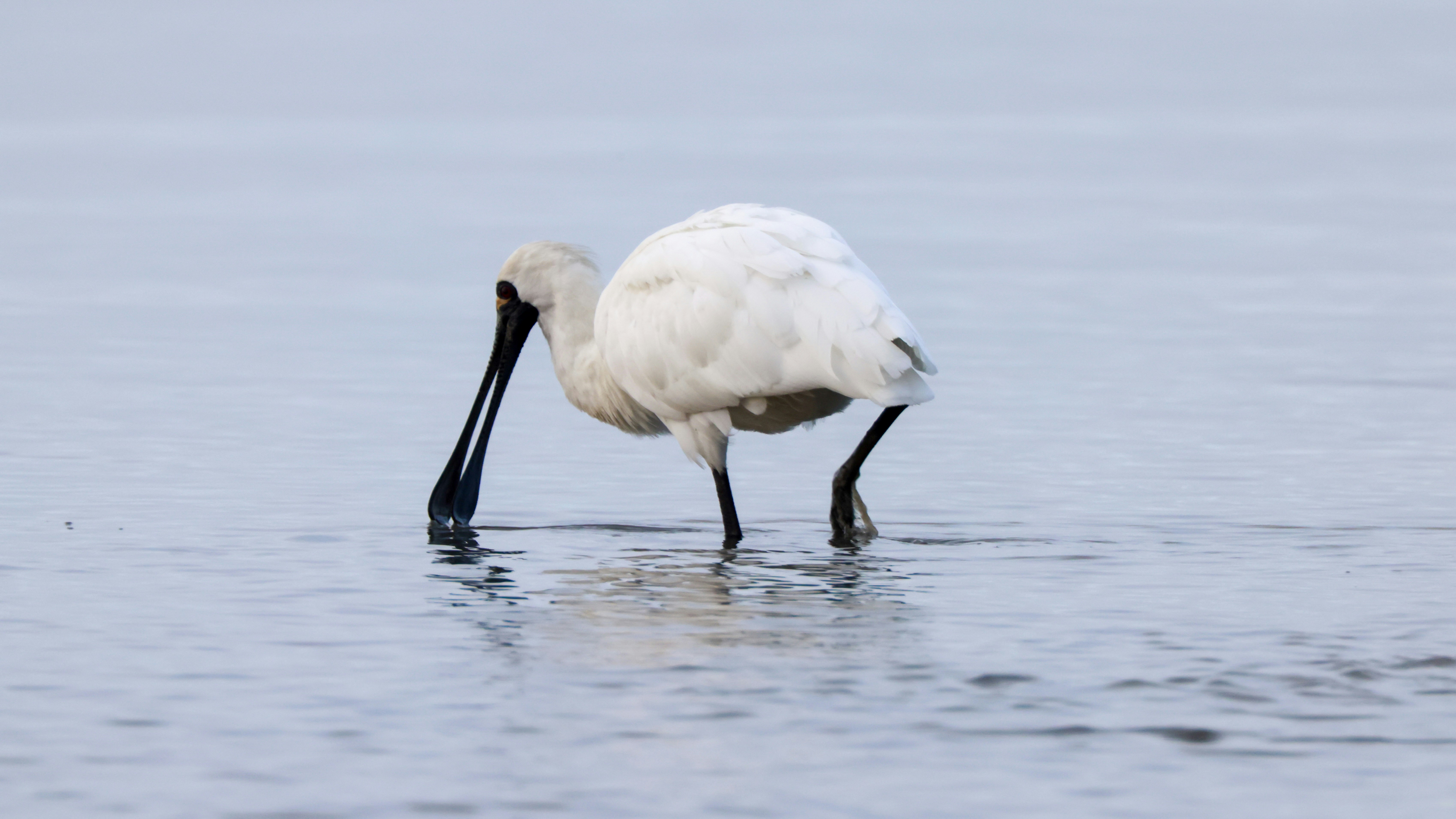 Photo by dickenslin76