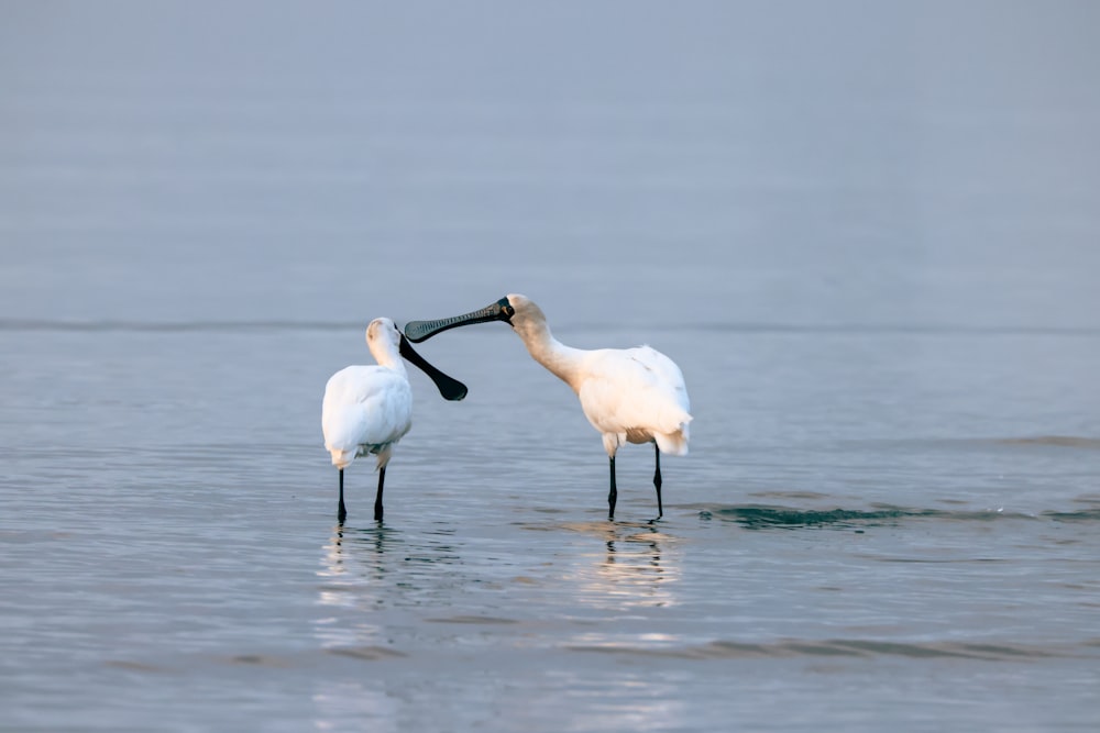 a couple of birds standing on top of a body of water