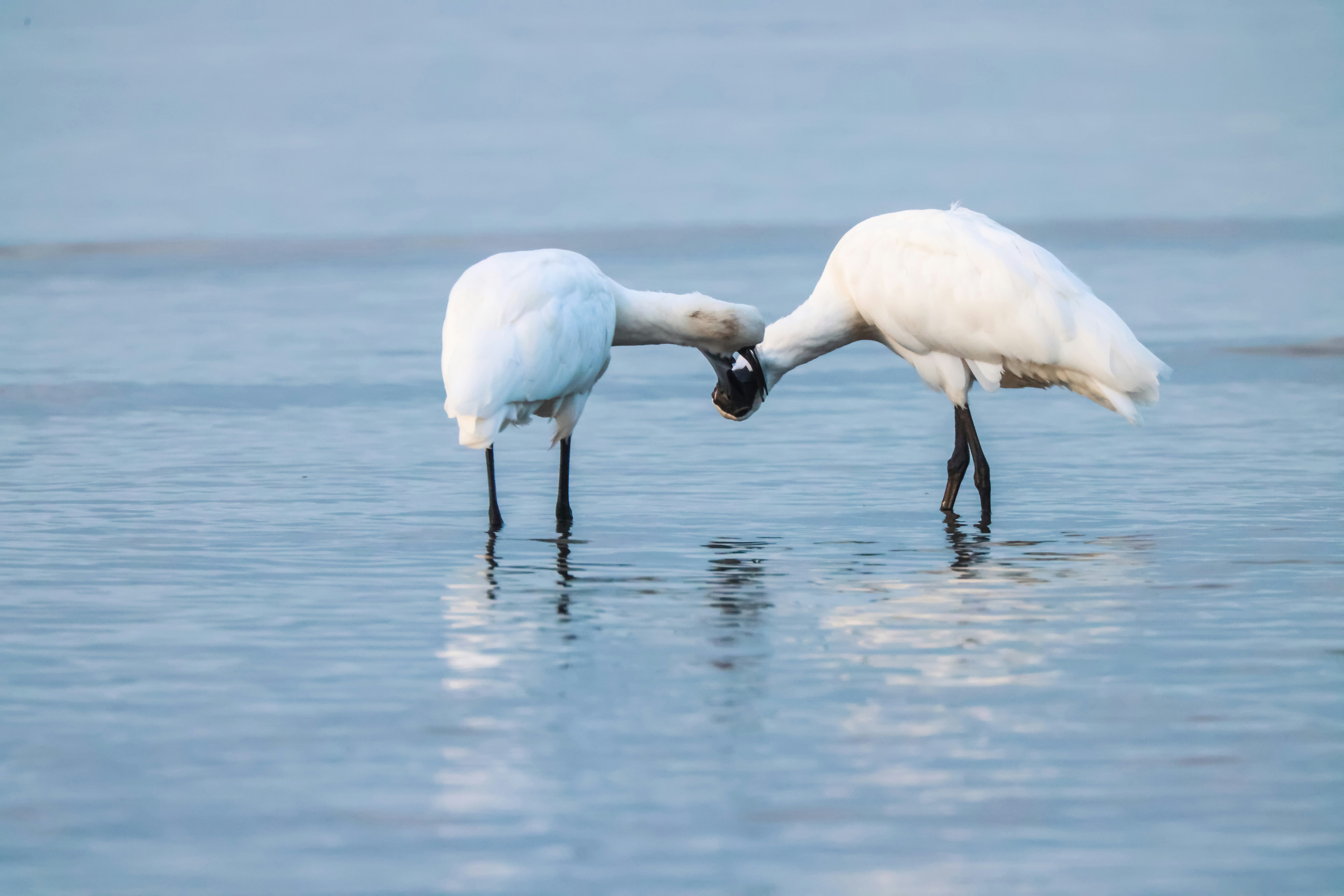 Photo by dickenslin76