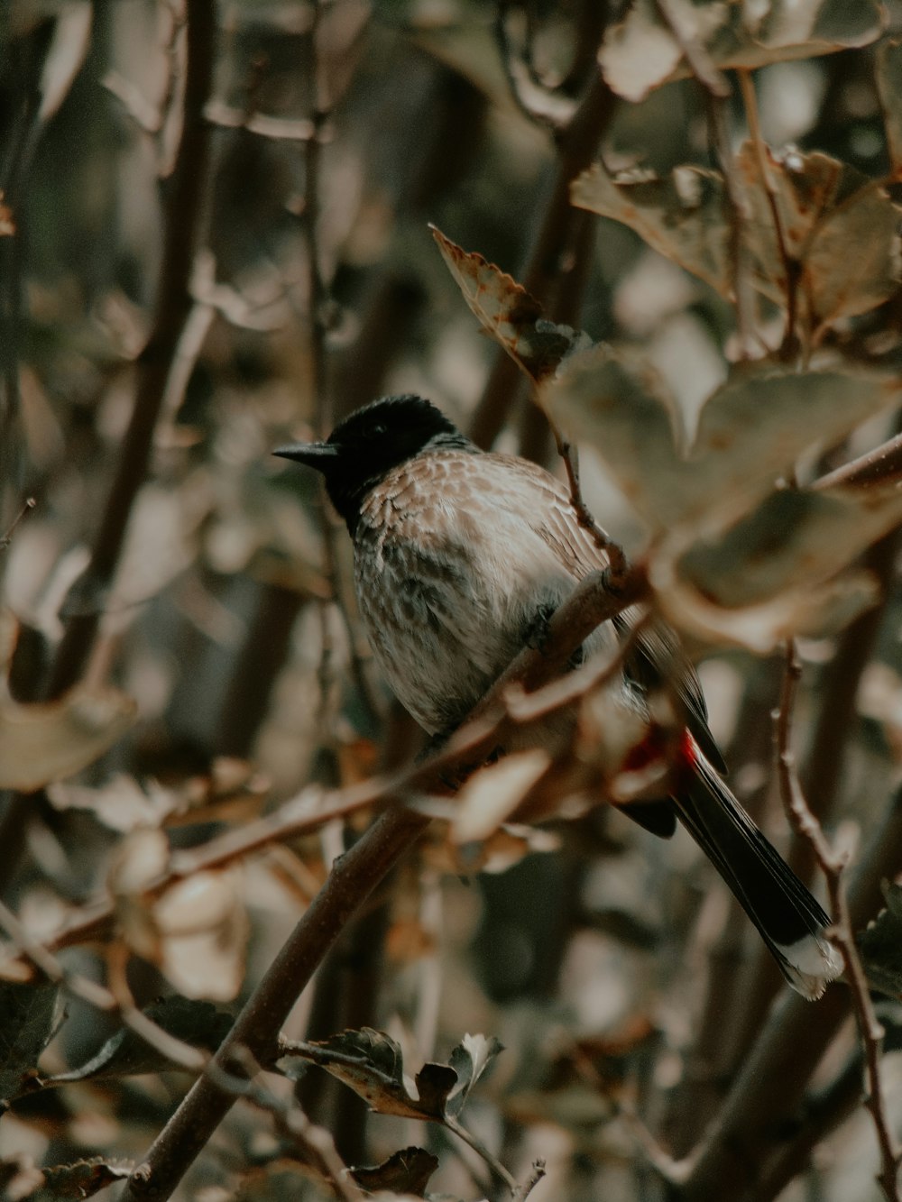 a small bird sitting on top of a tree branch