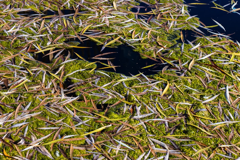 a patch of green grass with water in the background