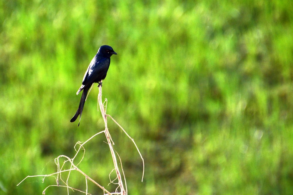 a black bird sitting on top of a dry branch