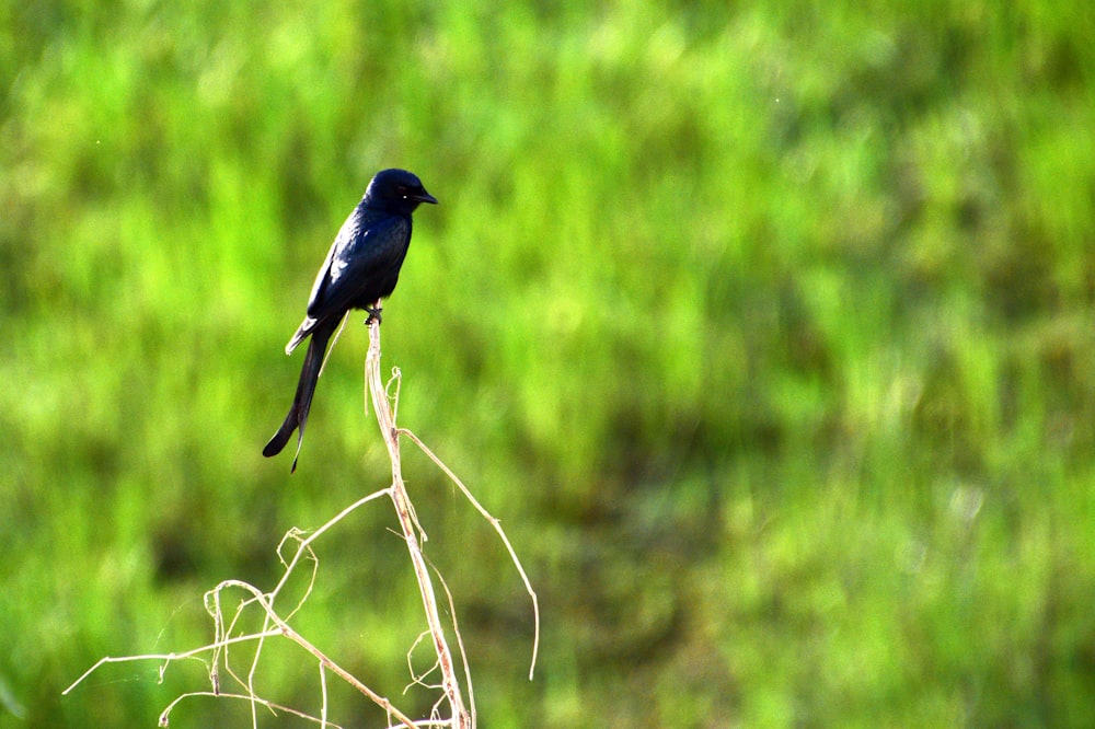 Un pájaro negro sentado encima de una rama seca