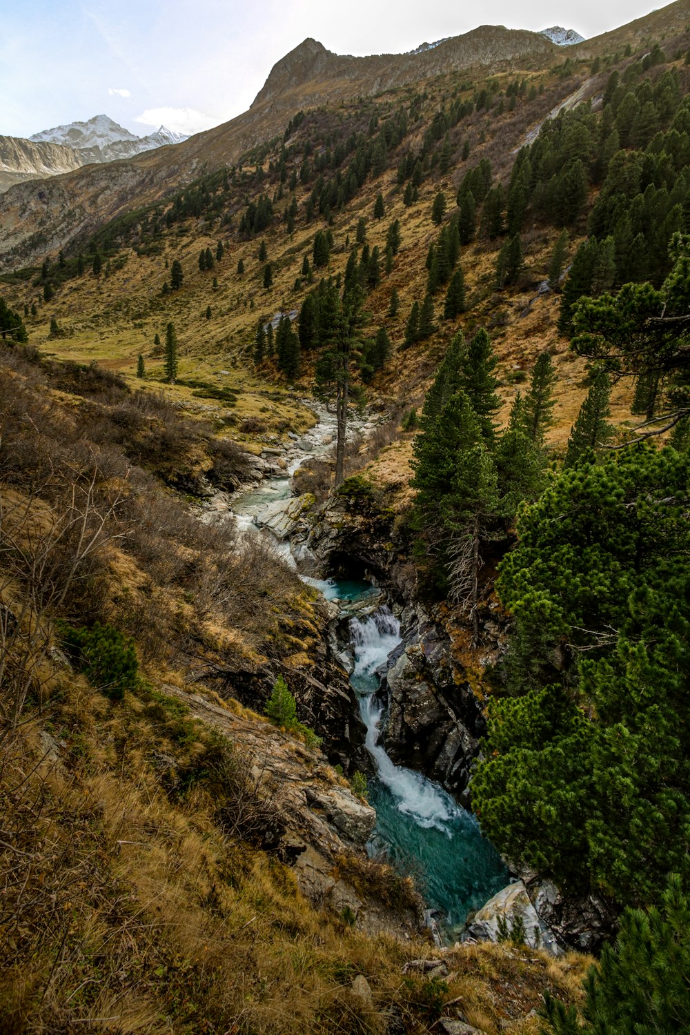 a river running through a lush green forest