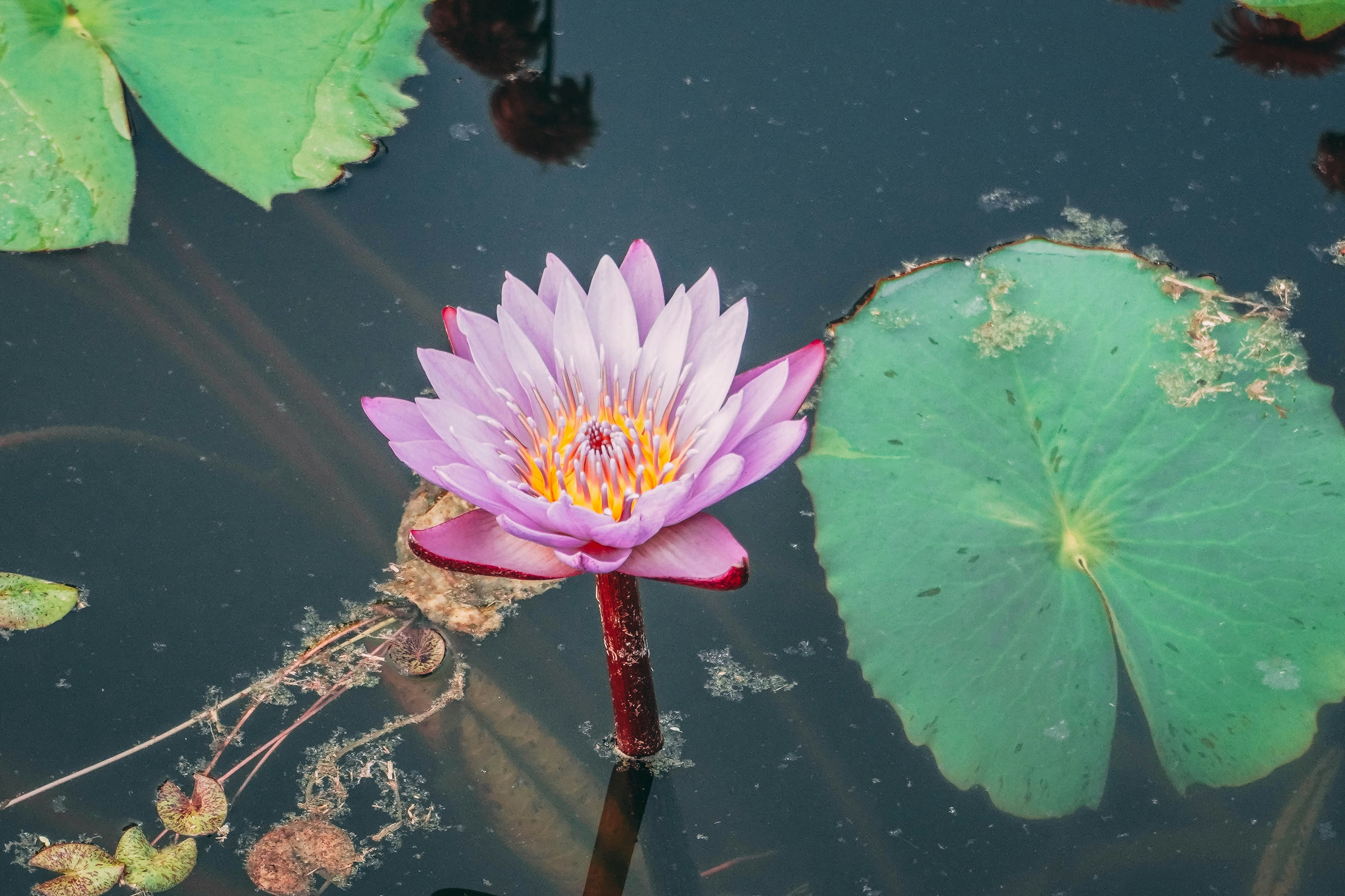 Photo by jatinpochiraju