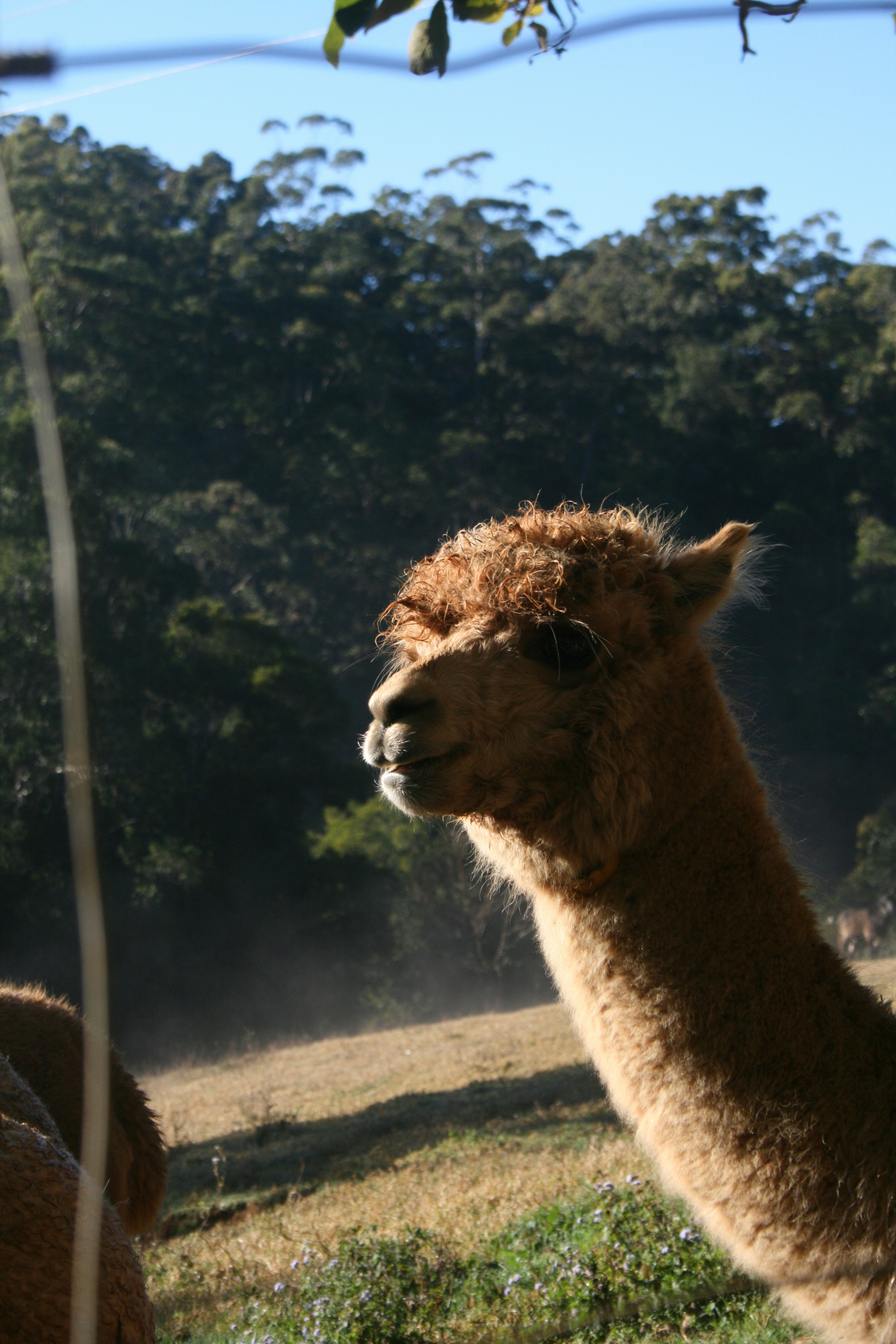 Una llama de pie en un campo con árboles en el fondo