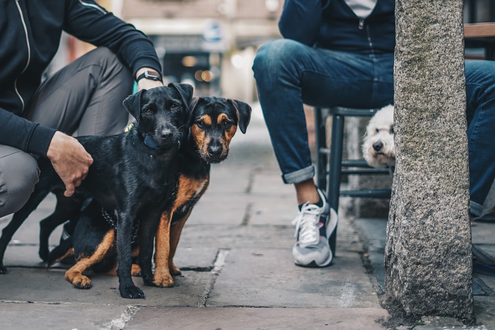 a man sitting on a bench with two dogs