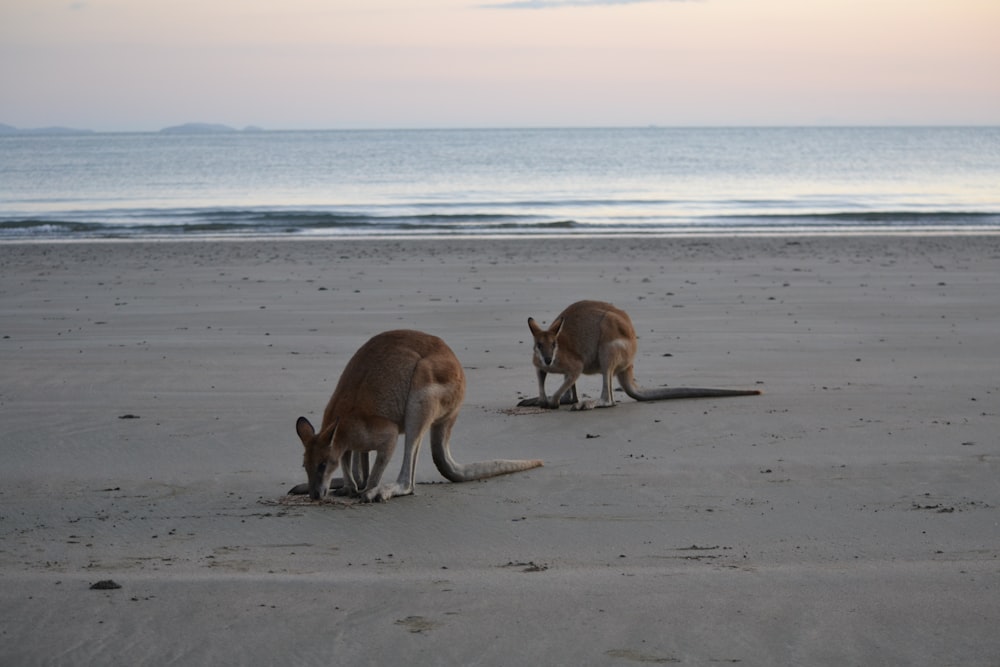 two kangaroos on a beach near the ocean