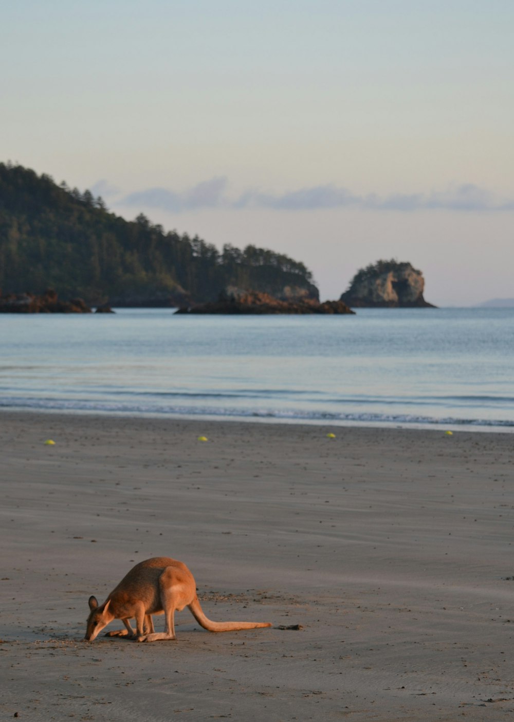 a kangaroo on a beach with a body of water in the background