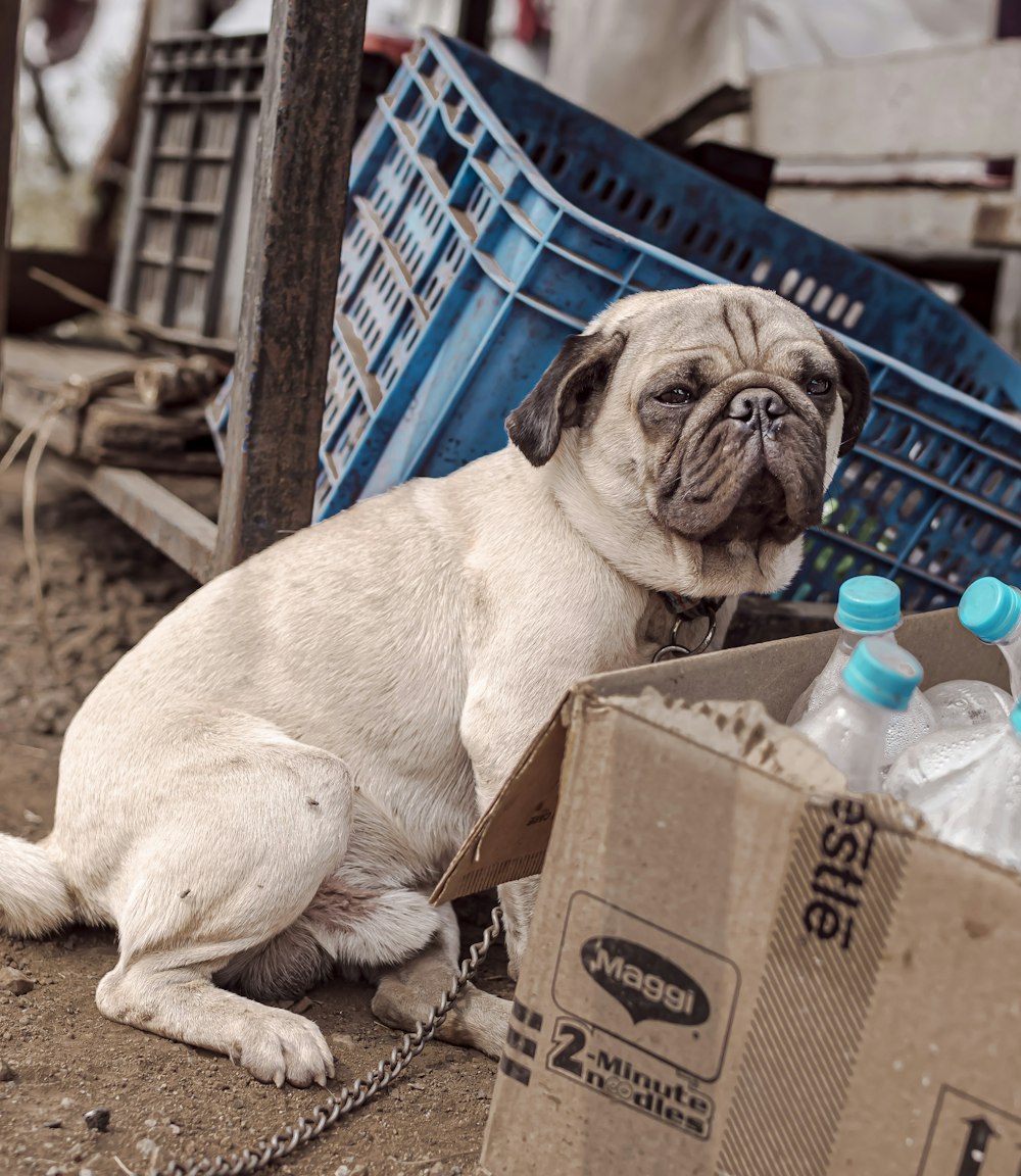 a pug dog sitting next to a box of bottled water