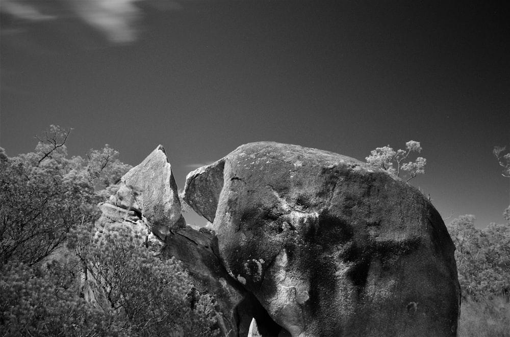 a black and white photo of an elephant in the wild
