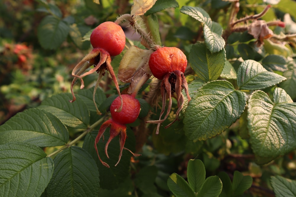 a close up of a plant with berries on it