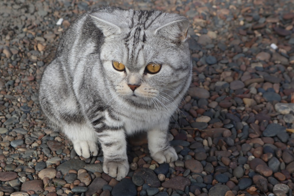 a gray cat sitting on top of a gravel covered ground