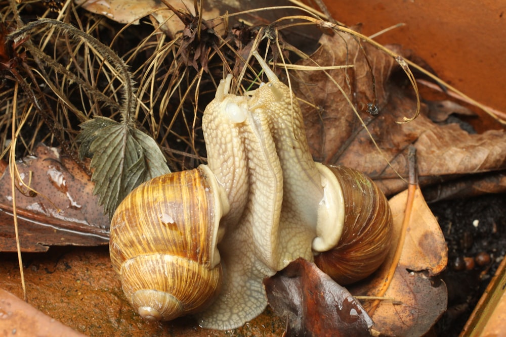 a close up of a group of snails on the ground