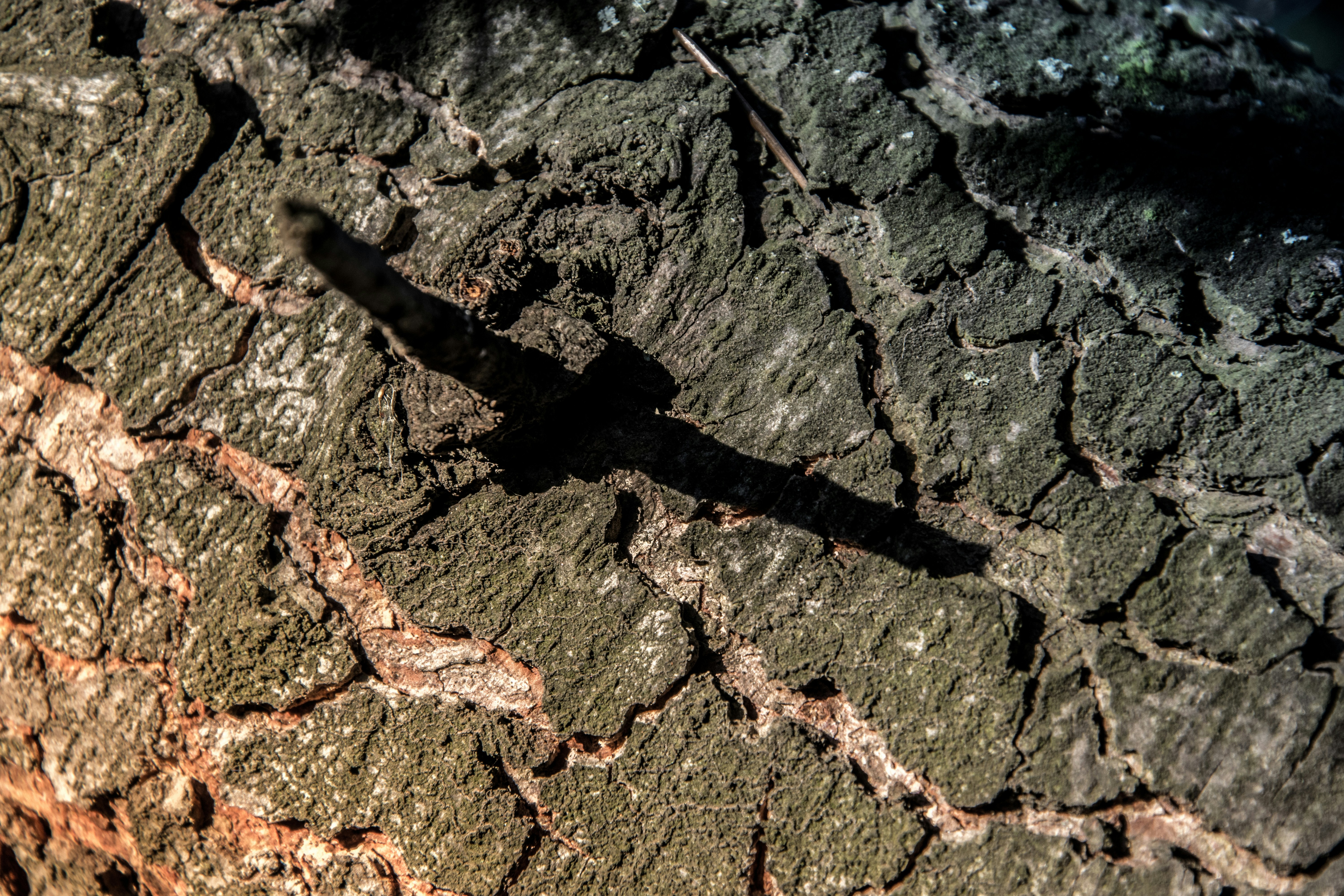 Photo by ulixcreative