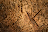 Detailed view of wound care treatment on an old fruit tree trunk, showing natural healing.