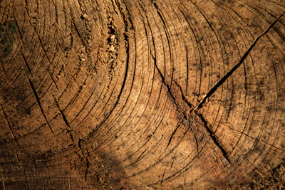 Detailed view of wound care treatment on an old fruit tree trunk, showing natural healing.