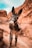 A donkey with a harness around its nose stands in a rocky desert landscape. The background features reddish-brown cliffs, creating a rugged and arid atmosphere. The donkey gazes directly at the camera, with its large ears perked up.