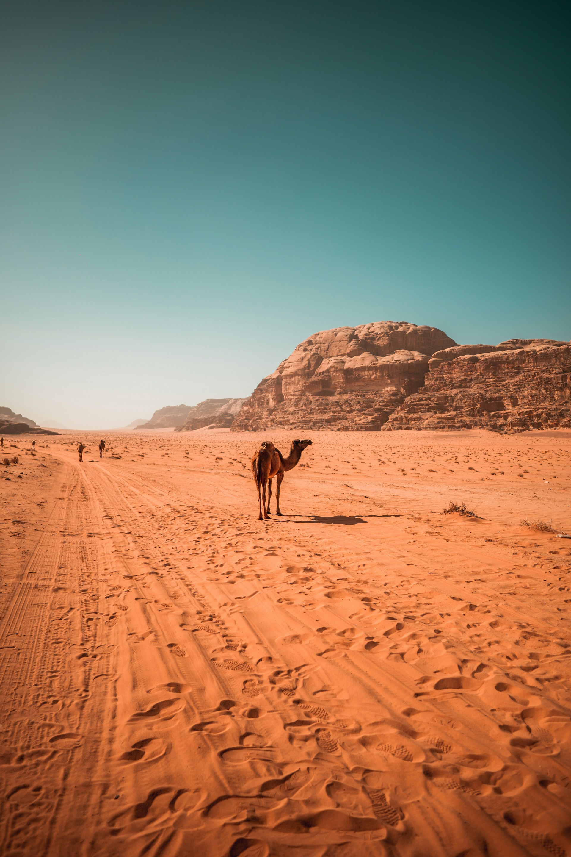 a camel standing in the middle of a desert