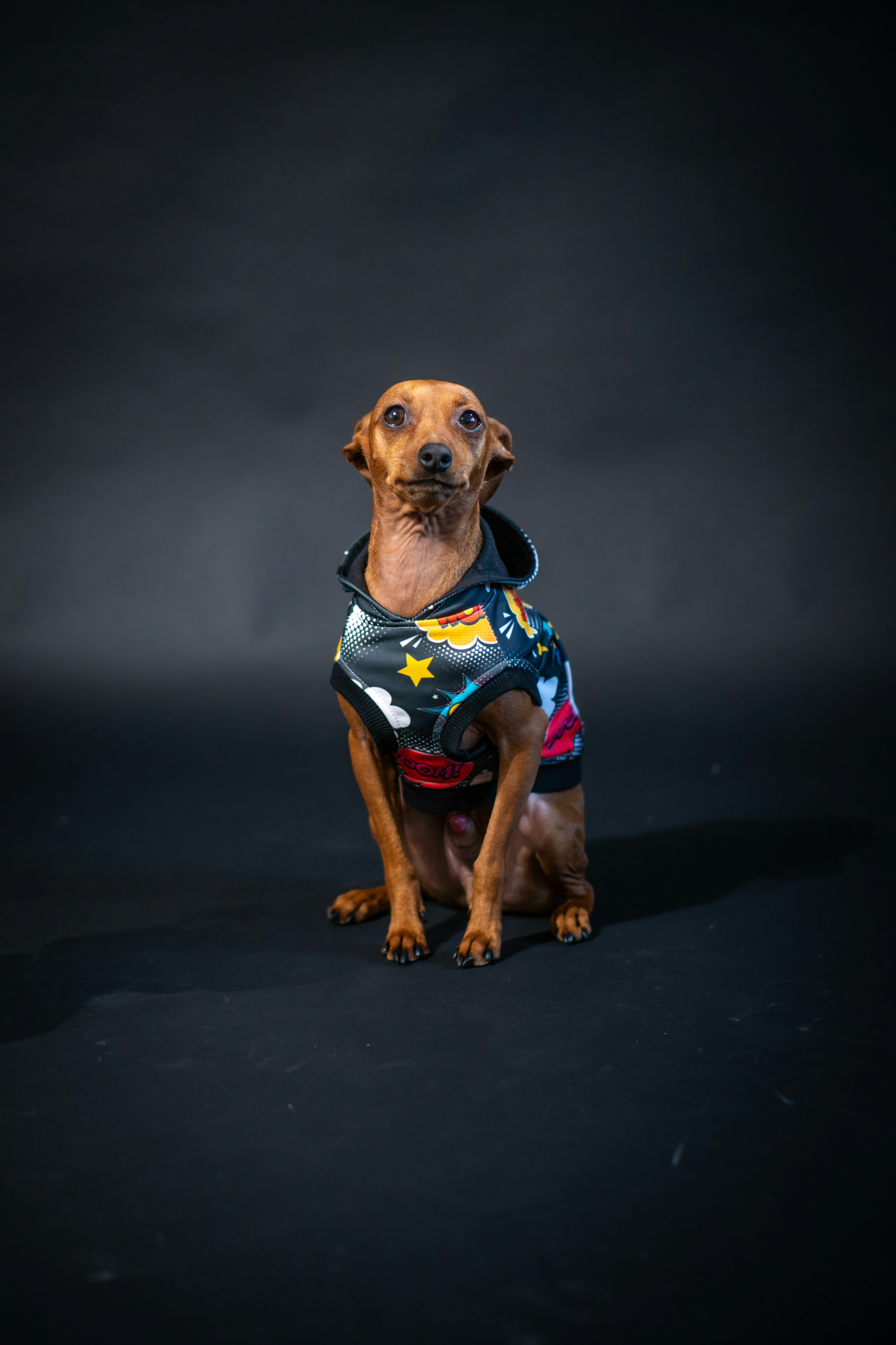 a brown dog wearing a blue and red shirt